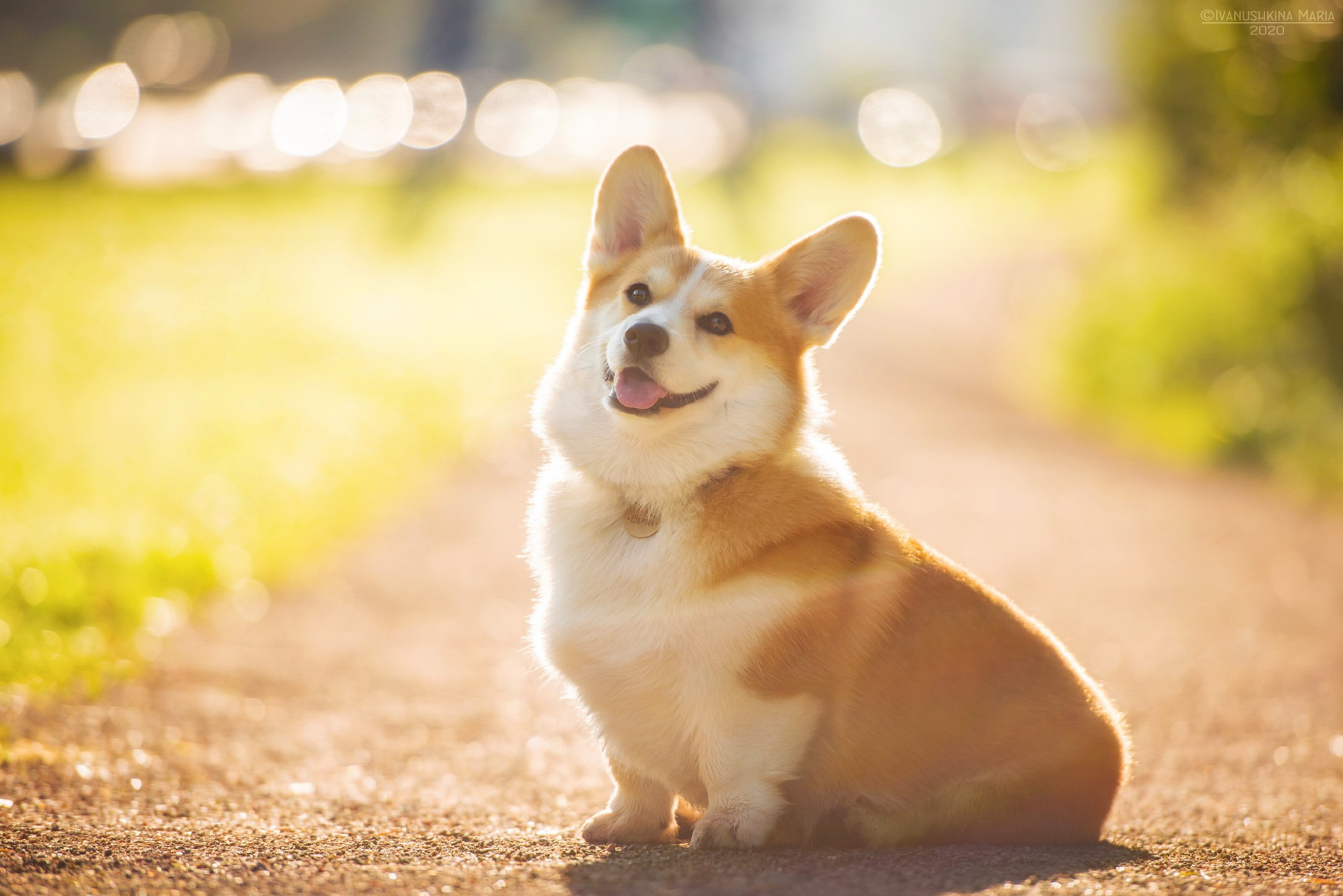 корги на рассвете