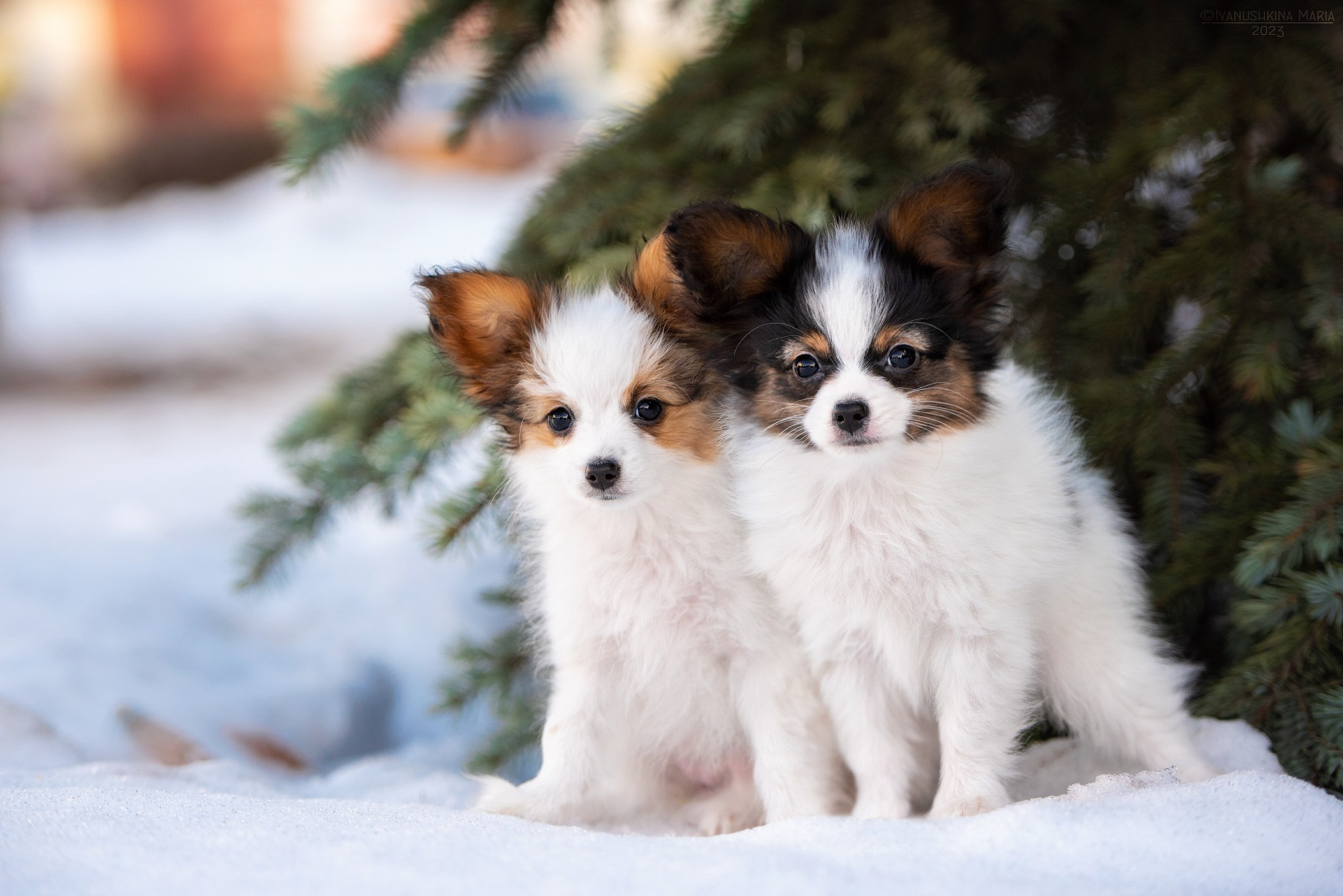 Фотосессия щенков на продажу. Фотограф собак в Москве и Московской области Иванушкина Мария