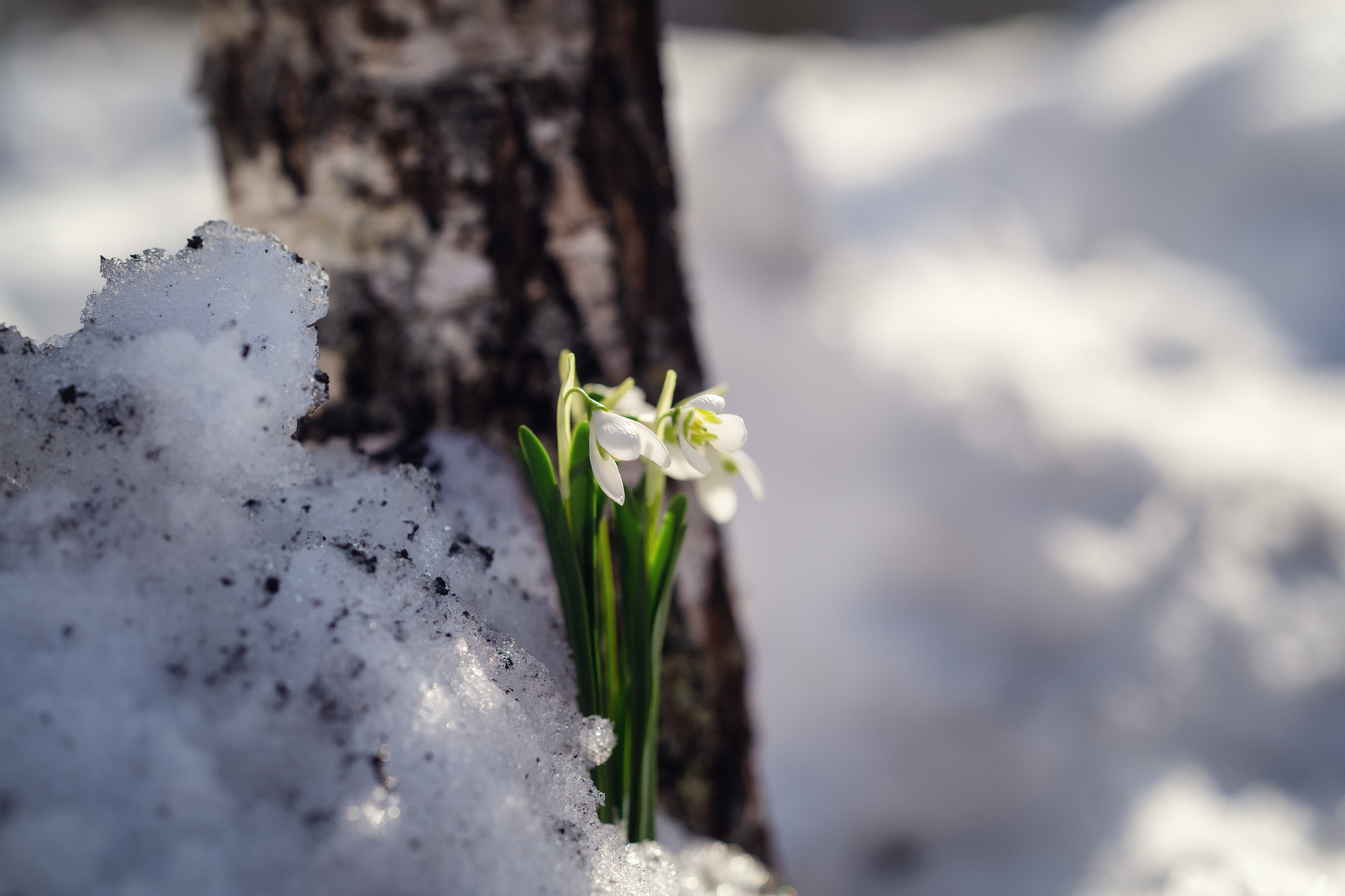 Фотосессия с подснежниками