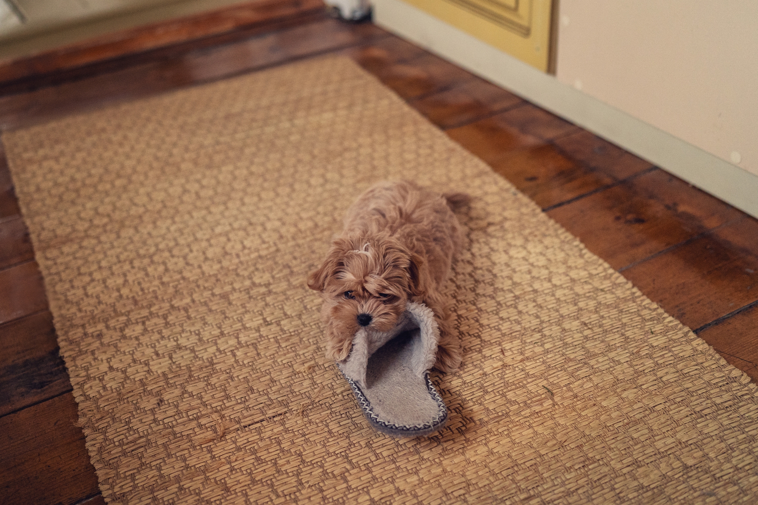 Семейные радости. Весна в Old New Home. Семейный фотограф Новая Рига (Звенигород, Истра) Евгения Литовченко