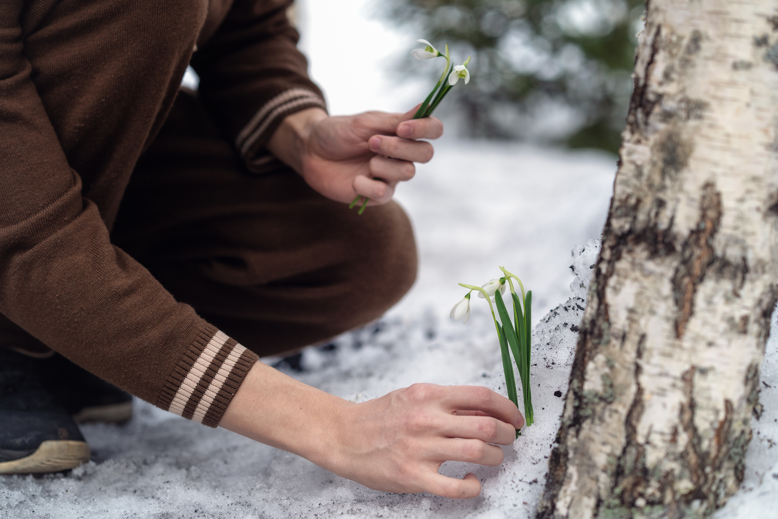 Подснежники в лесу 