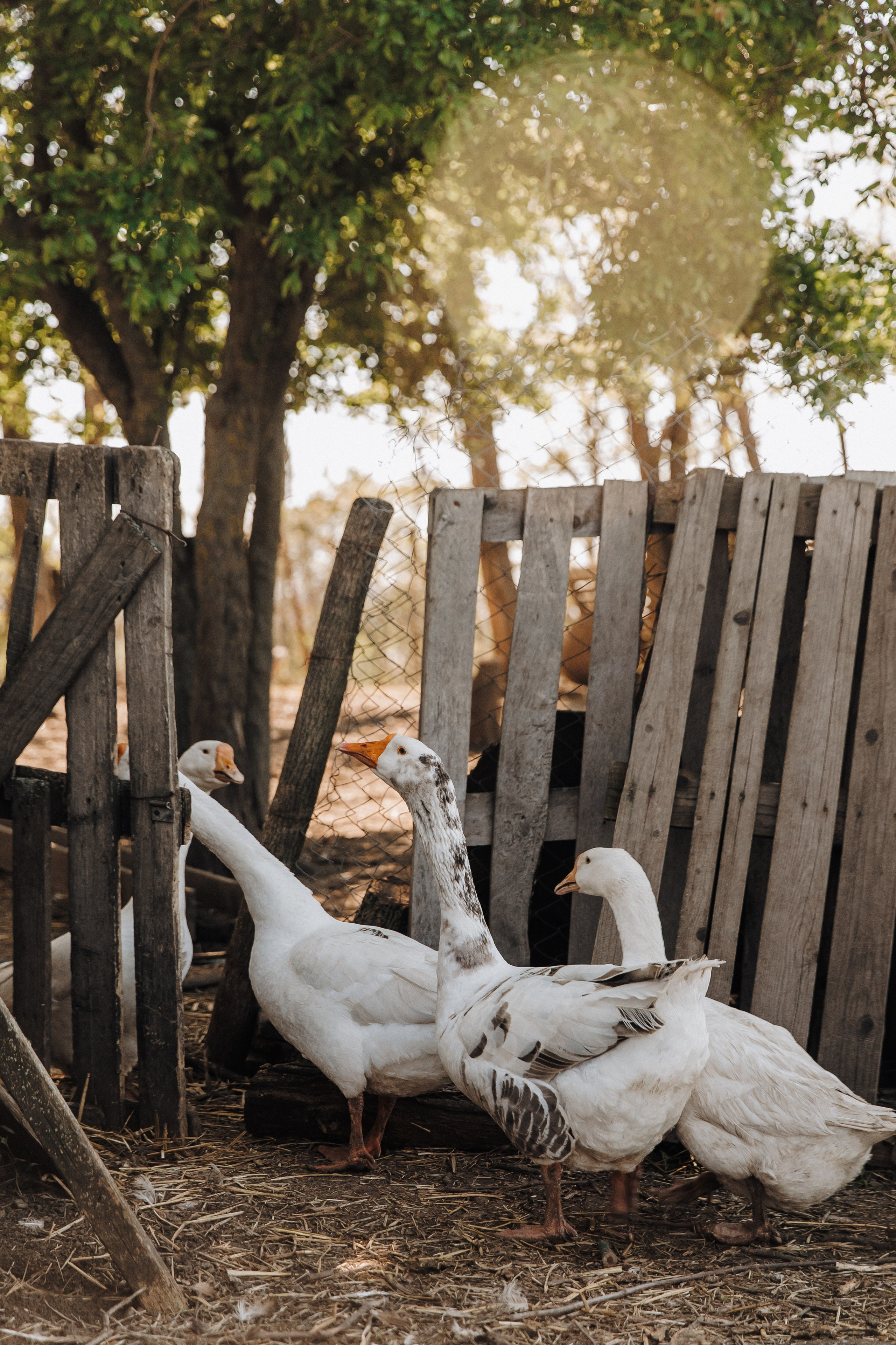 Катя. Свадебный фотограф и видеограф Когай Дмитрий и Юлия