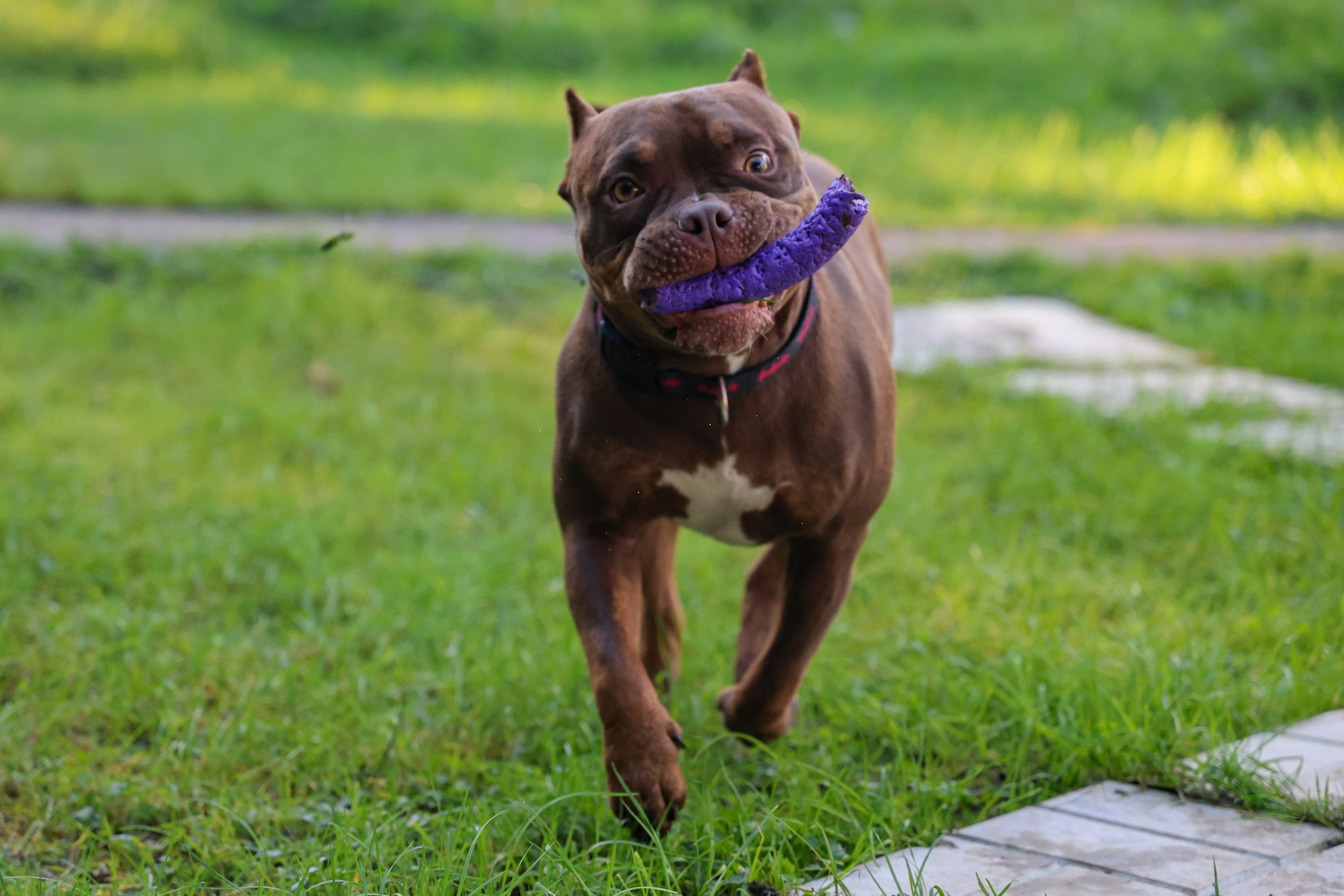 Амина. Валерия Гуртовая | Фотограф, Санкт-Петербург