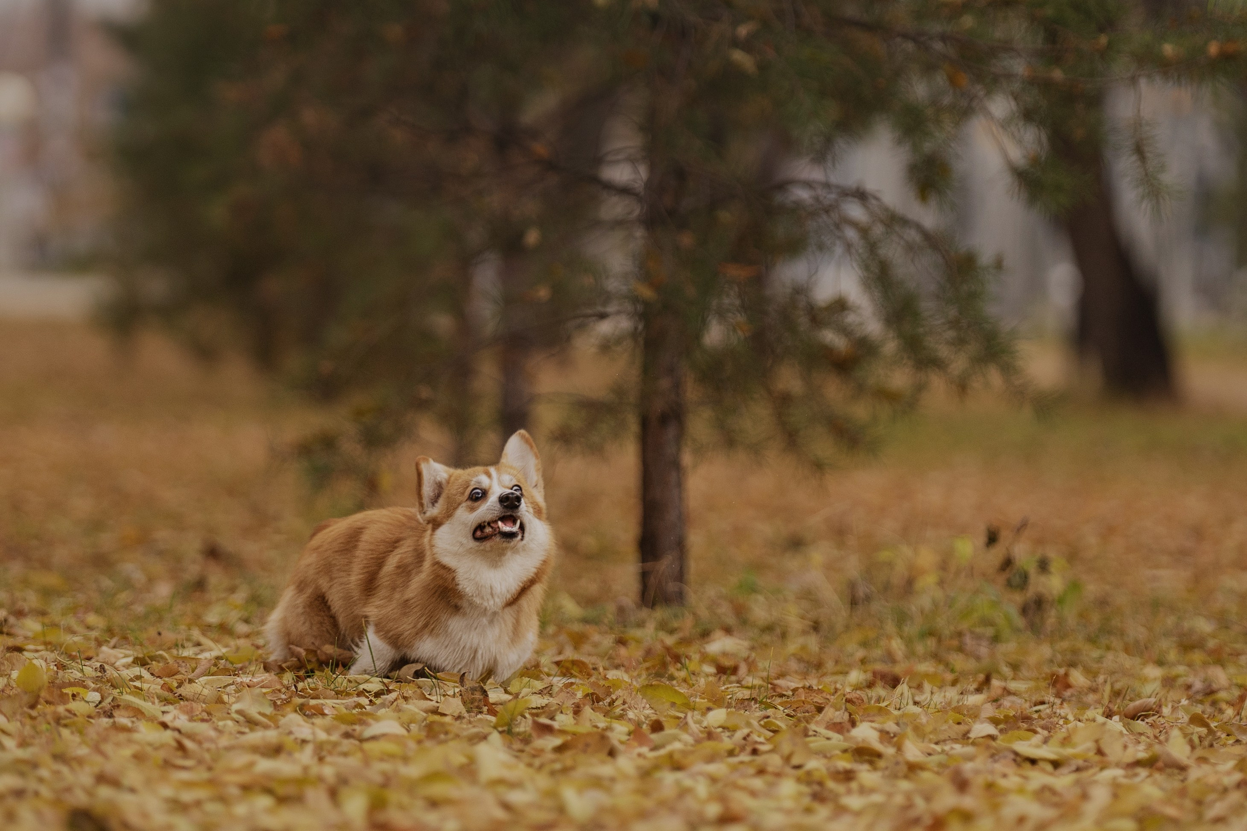 Ольга с семьей и их коргибанда. Kameramotor74