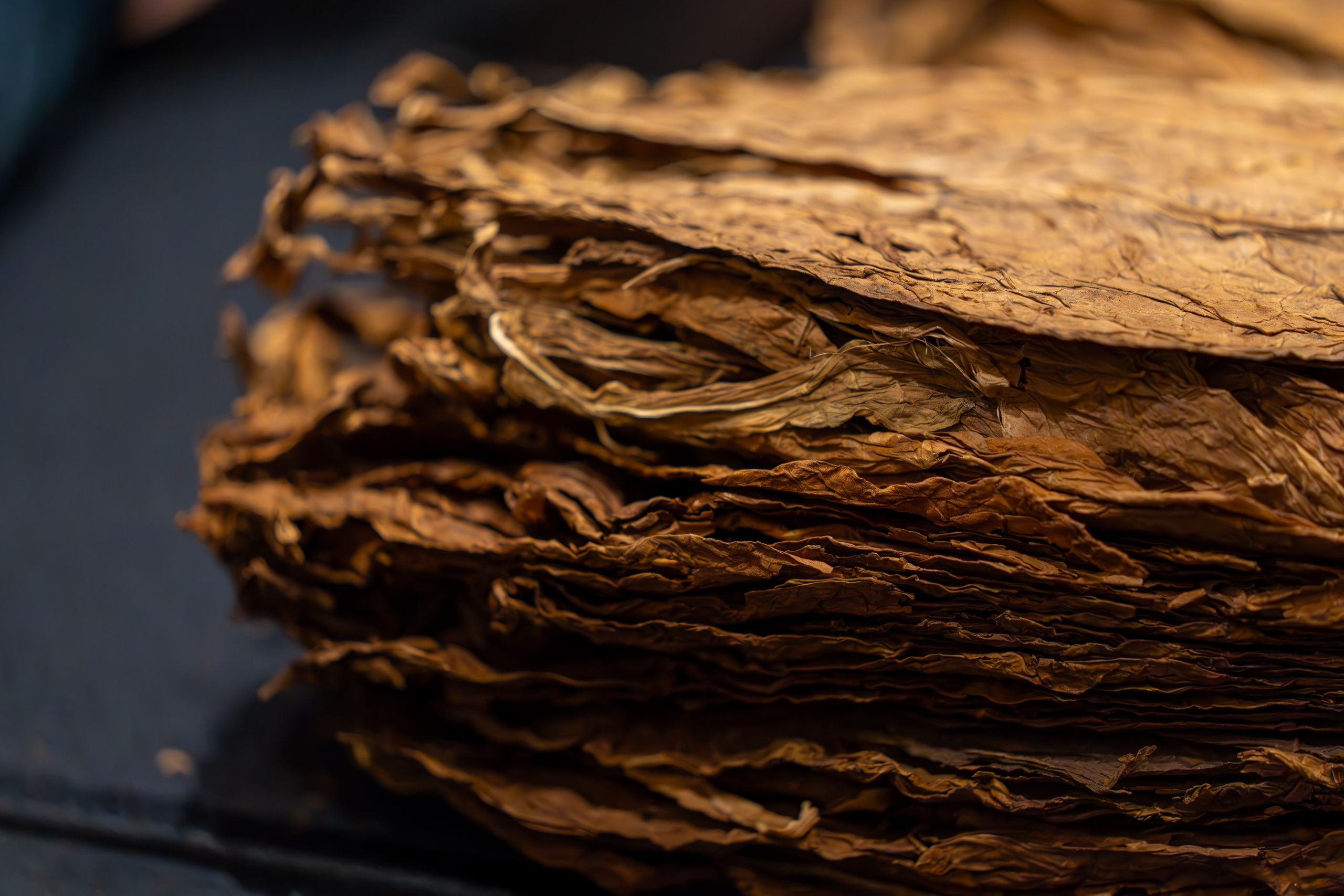 MICE мероприятие для компании «Базис». Репортажный фотограф в Красной Поляне и Сочи Павлюченко Екатерина