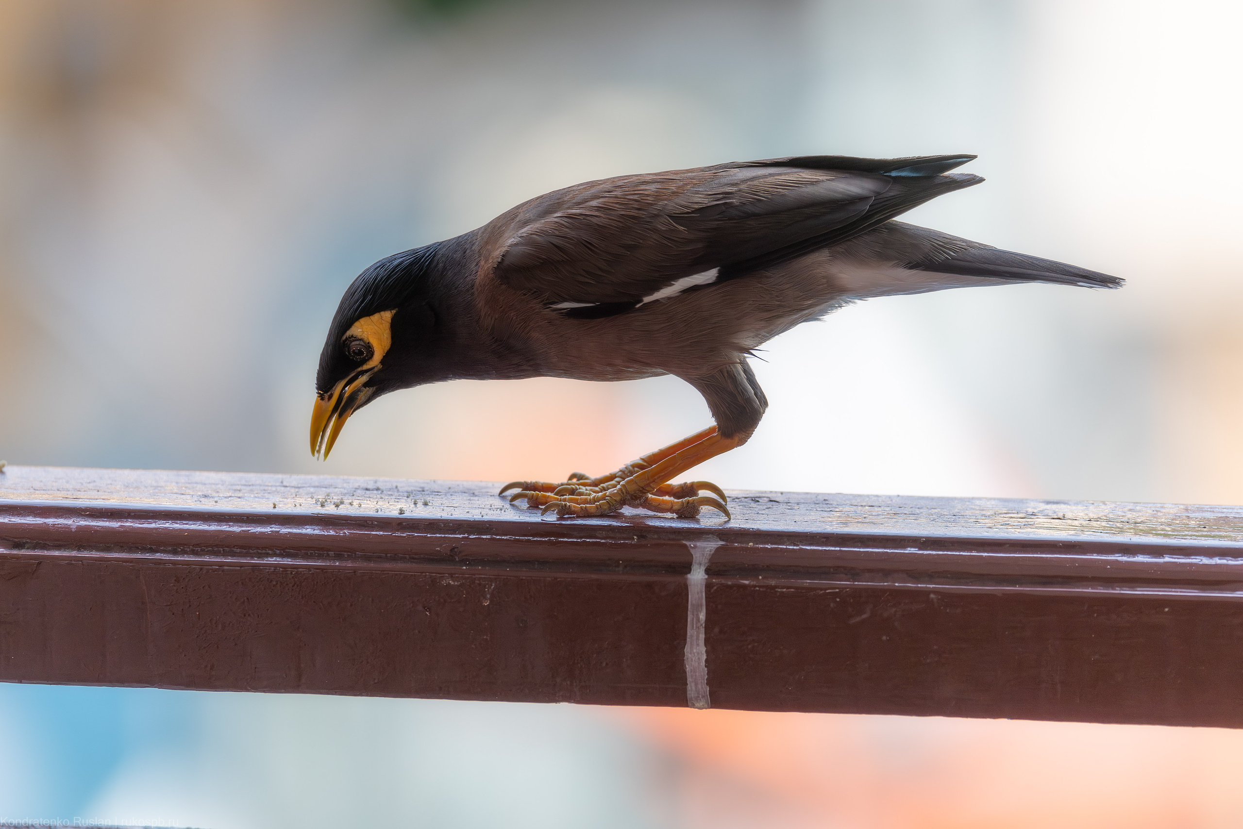Обыкновенная майна. Архитектурный и пейзажный фотограф Кондратенко Руслан, Санкт-Петербург