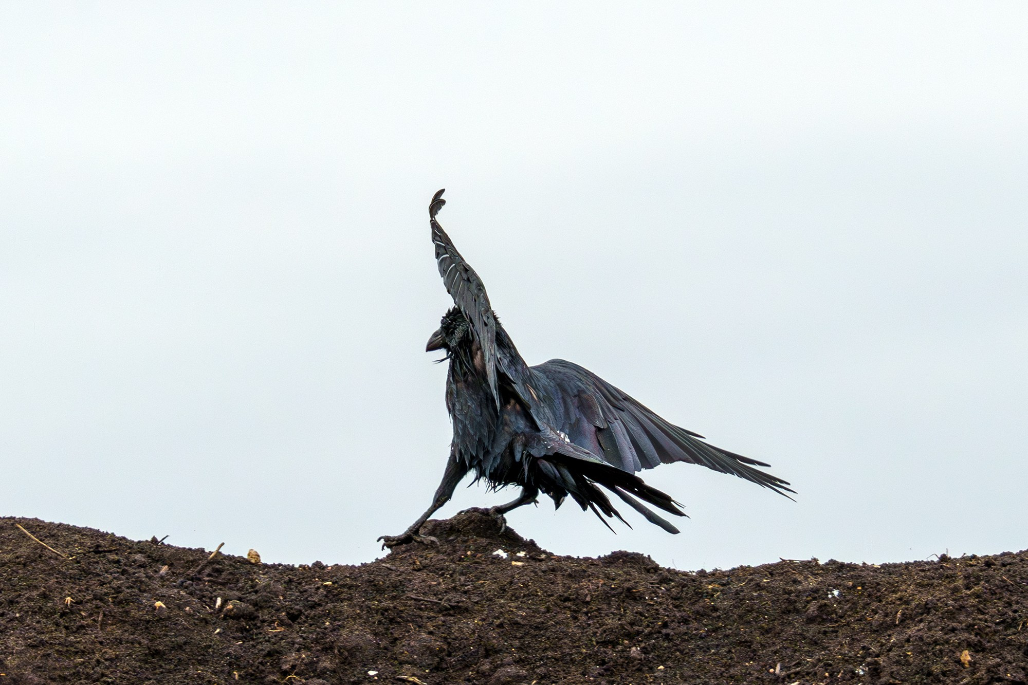 Удивительные мир птиц. Вокруг нас столько прекрасного — присмотритесь!. Ваш личный фотограф Марина Волкова