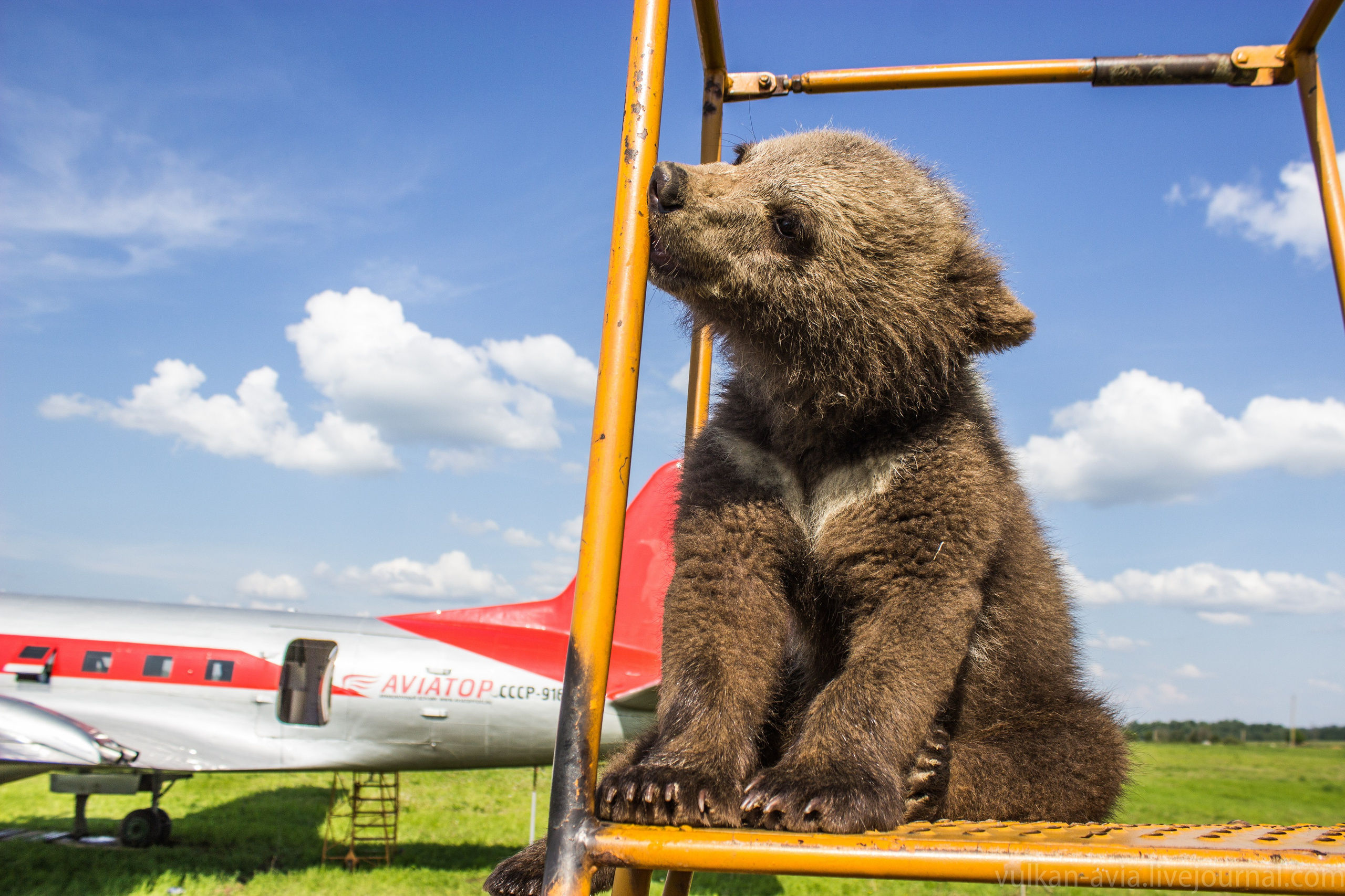 Медведь Мансур. Фотоальбом показывающий увлекательный мир авиации и мир медведей Андрея Иванова
