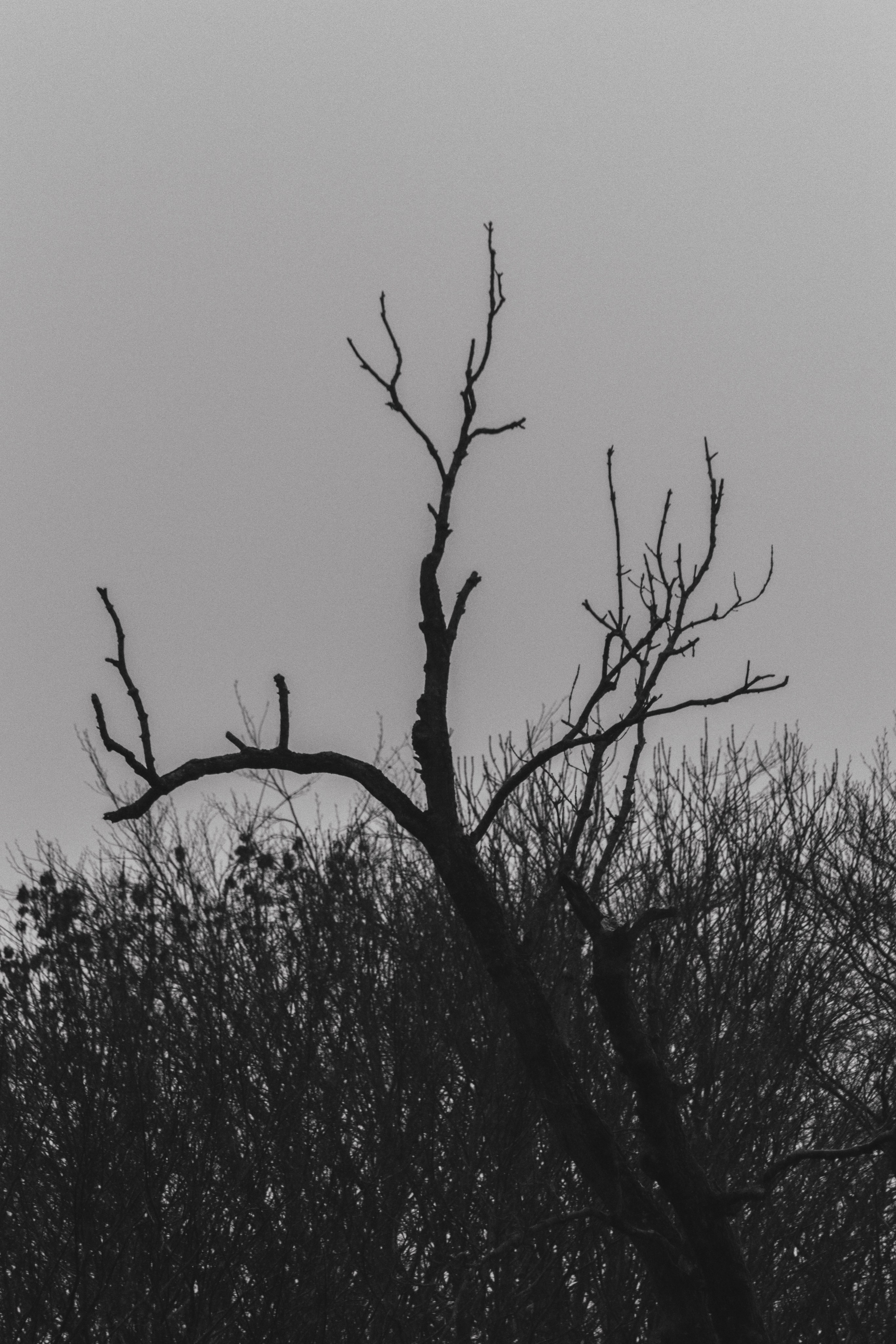 Ч \ Б. — Digital Noise —