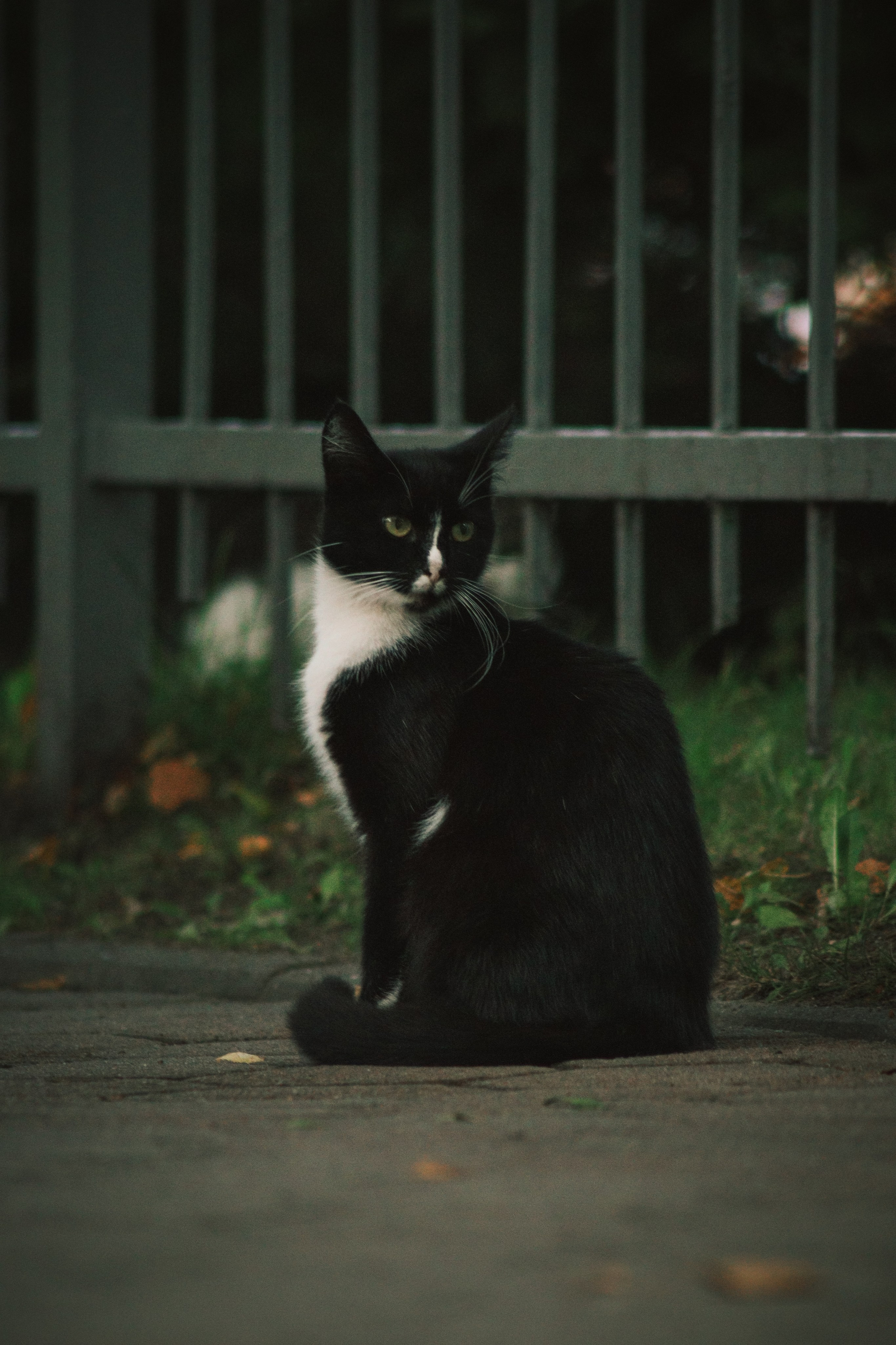 Р А З Н Ы Е — К О Т Ы. — Digital Noise —