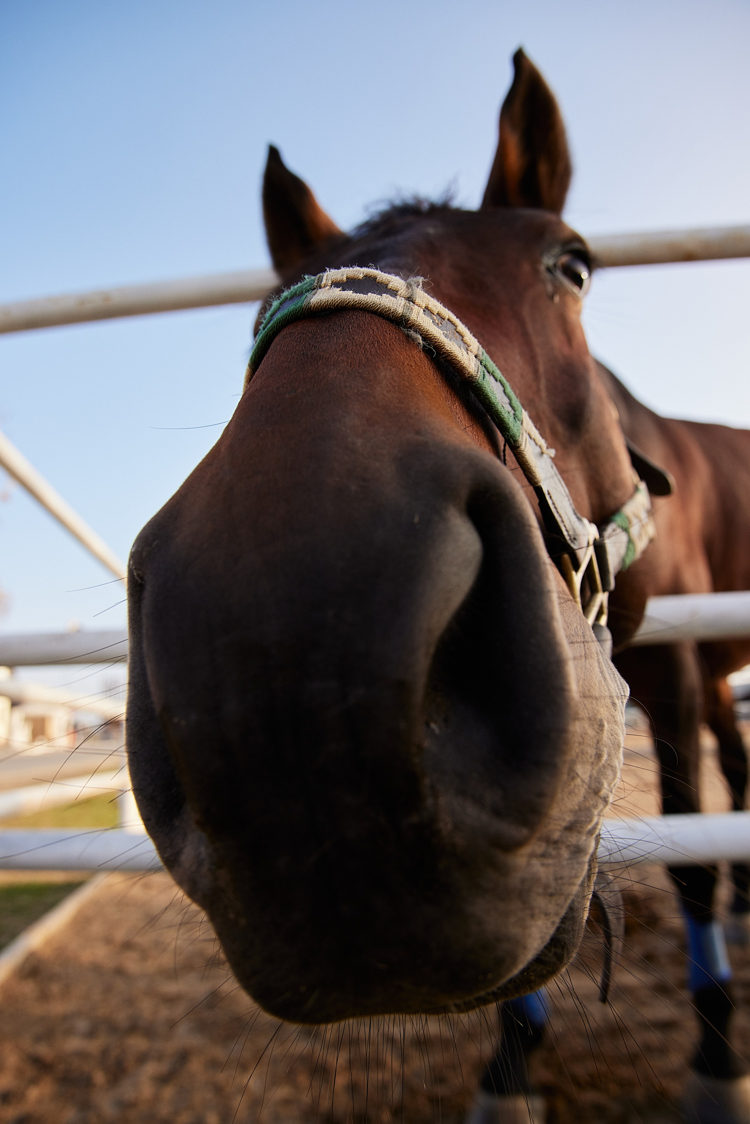 Соня. Photorina — фотограф Ирина Гулемина