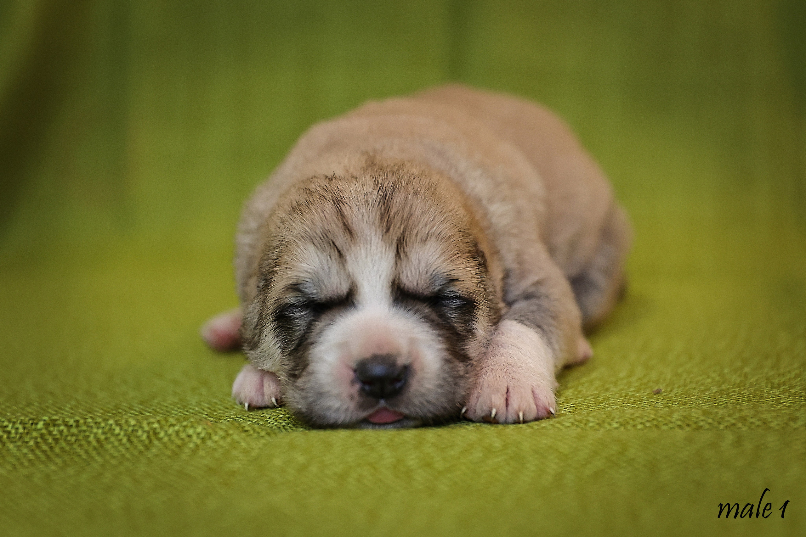 ФОТОССЕСИЯ ЩЕНКОВ. Фотограф-АниМалист Анна Абрамова