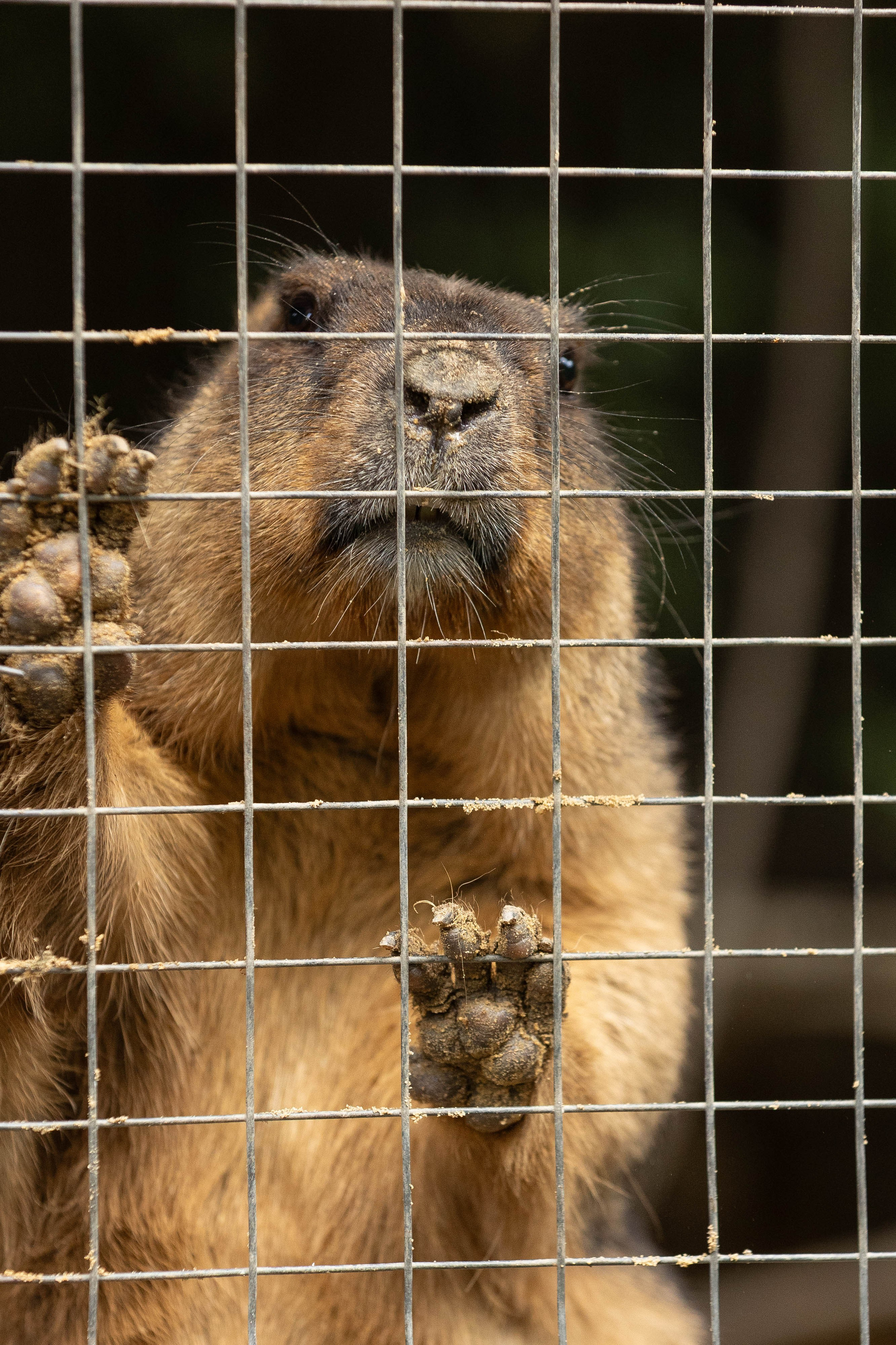 Зоопарк Малинки. Фотограф-АниМалист Анна Абрамова