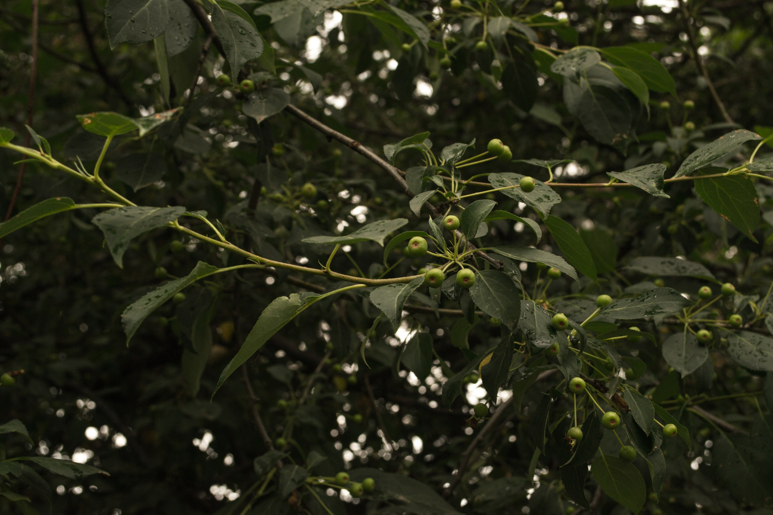 дачи, город, архитектура, стрит, репортажная фотография, фотография, Хабаровск, фотосессия, фотограф, дом, новостройка, улицы, жизнь города, town, art, photo, photographer, photo, Khabarovsk, Far East, street photo, природа, Дальний Восток, тайга, цветы, закат, небо, облака, nature, clouds, forest, flower, sunset, river, река