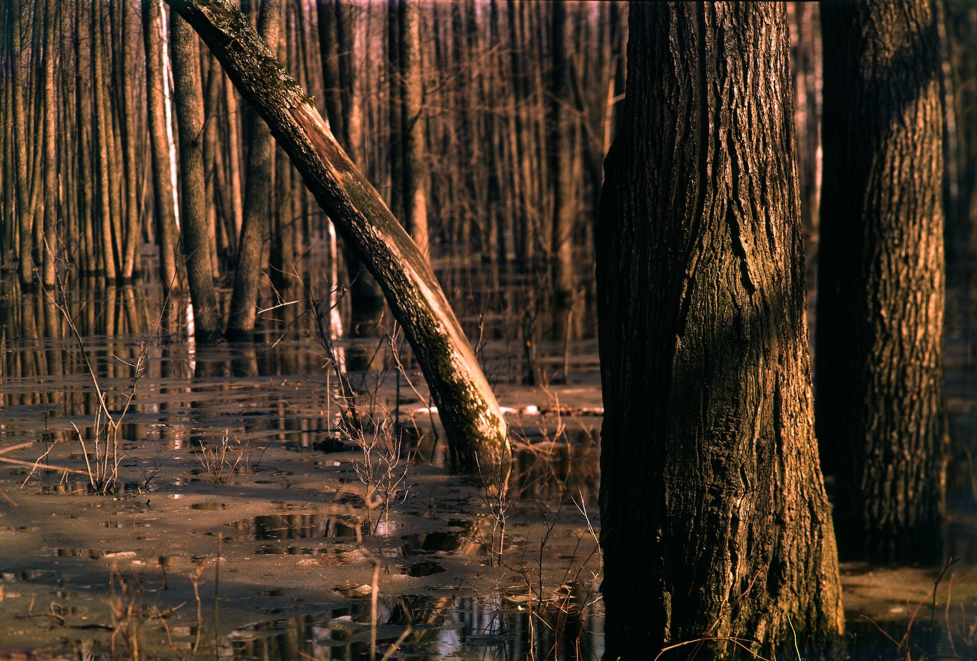 Весна. ВАДИМ ГИППЕНРЕЙТЕР — ВЕЛИКИЙ ФОТОГРАФ ЗЕМЛИ РУССКОЙ