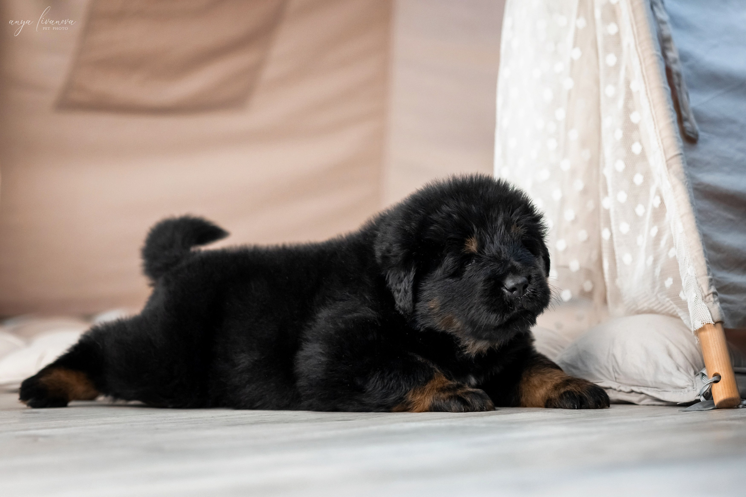 Тибеты. Фотограф анималист Аня Ливанова | Рыбинск