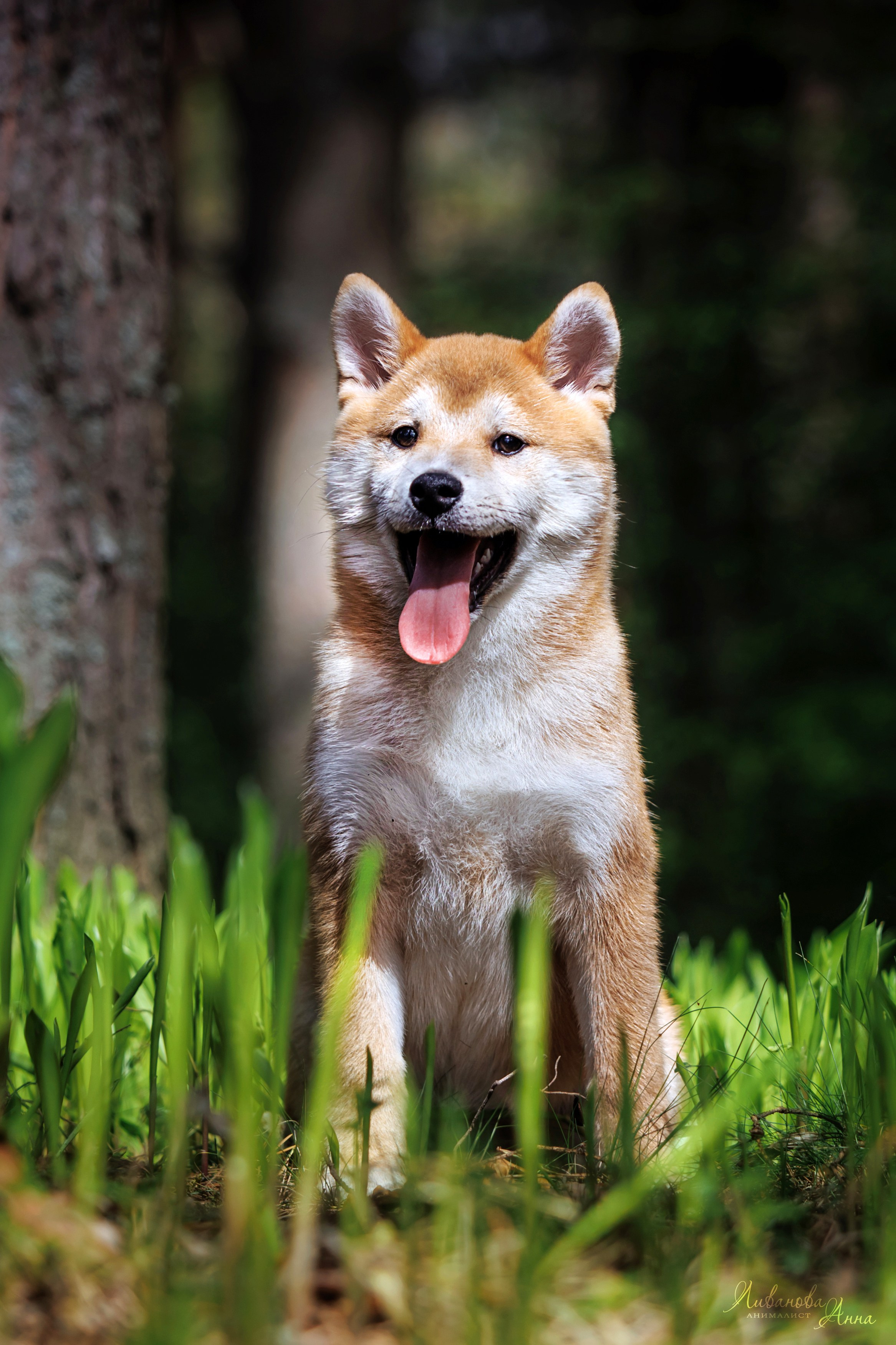 Сиба. Фотограф анималист Аня Ливанова | Рыбинск