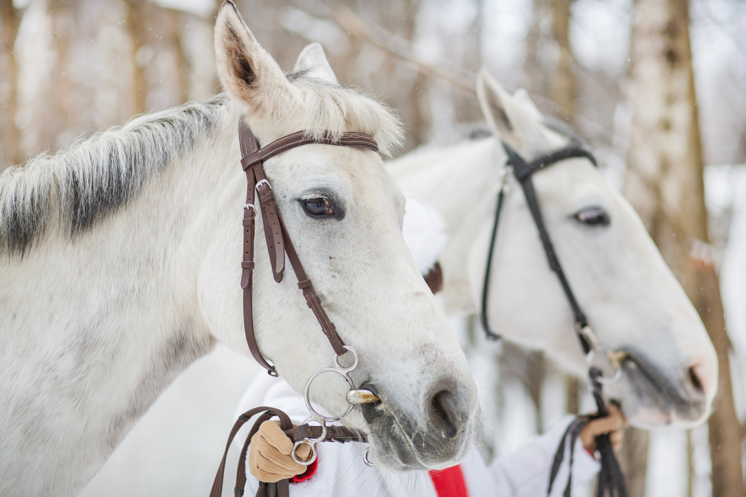 Год лошади. Семейный и детский фотограф в Москве и МО — Александра