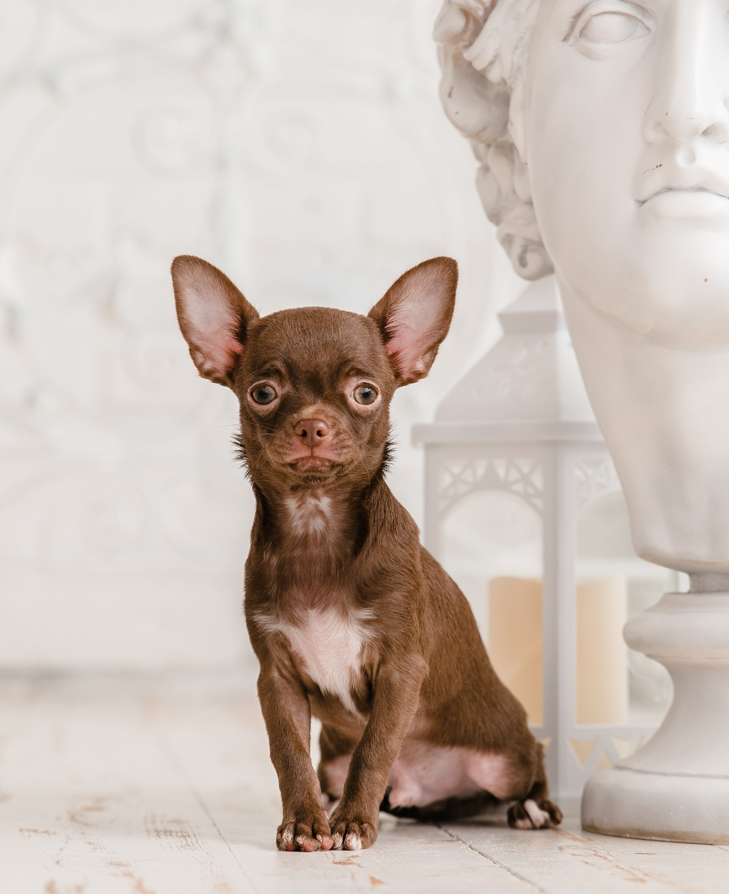 Чихуа Ахуа студия. Главная