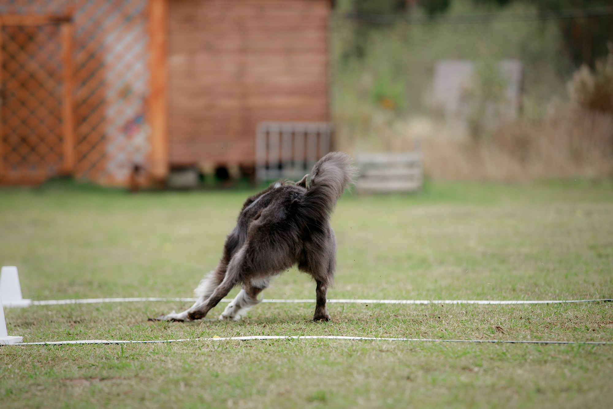 Лагерь по ОБД с Инной Баженовой. Фотограф-анималист Mary Mart — Москва, Питер