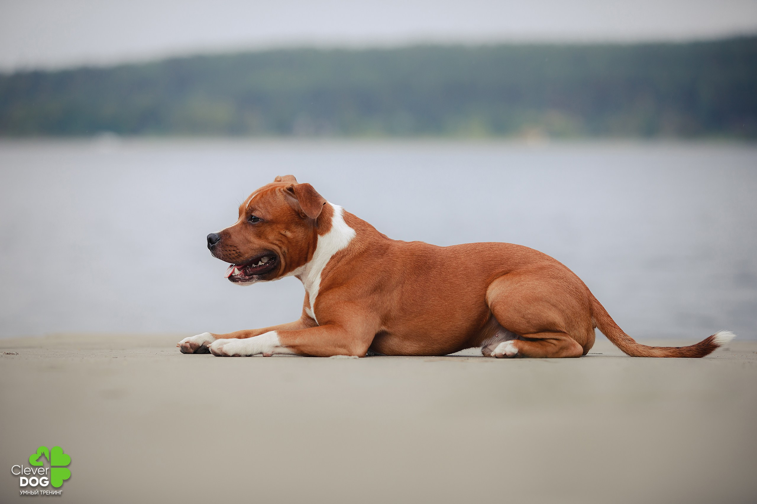 Кинологический лагерь CleverDog, 2024. Фотограф-анималист Mary Mart — Москва, Питер