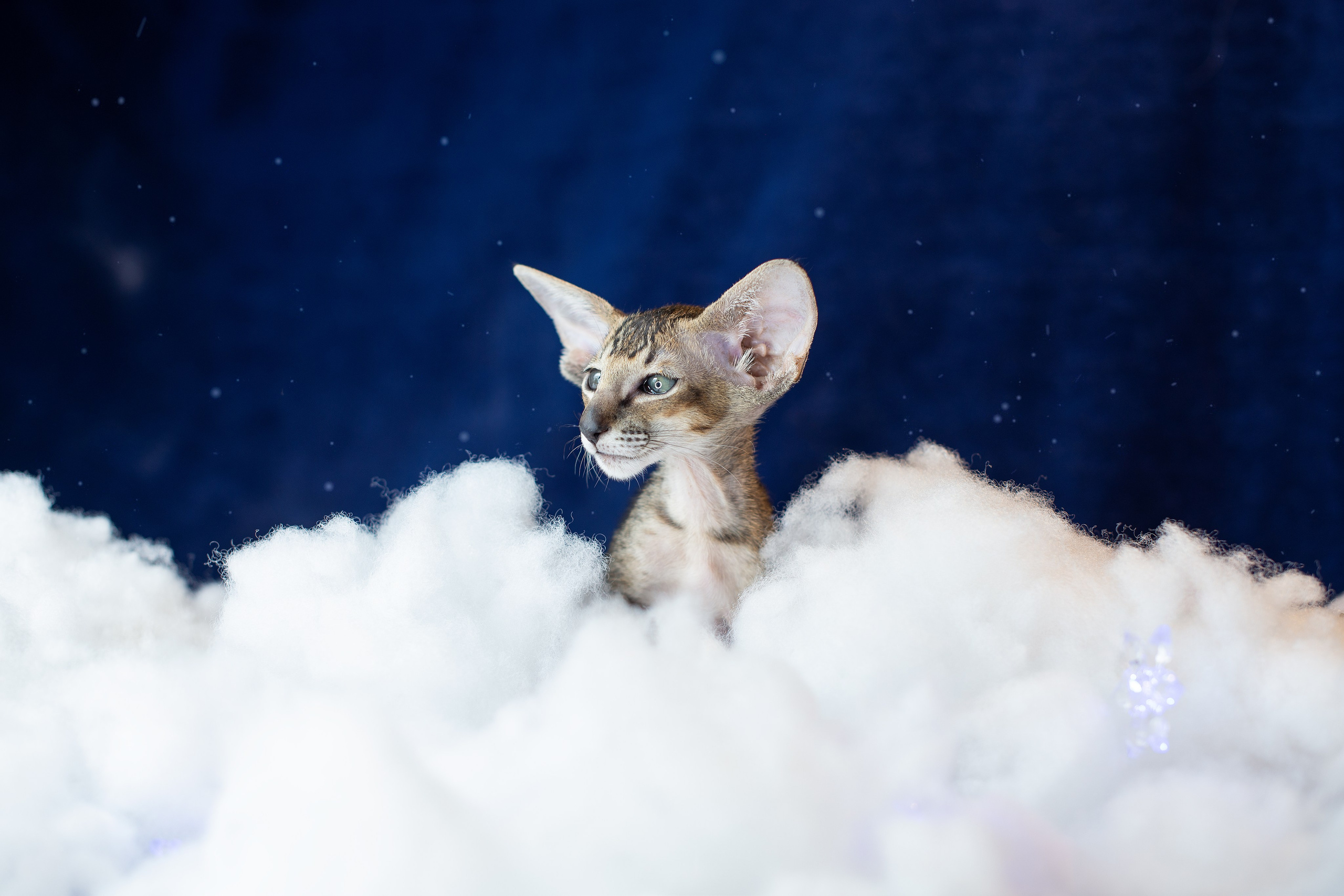 Заводчик Юлия Панова. Творческий фотограф Вологда