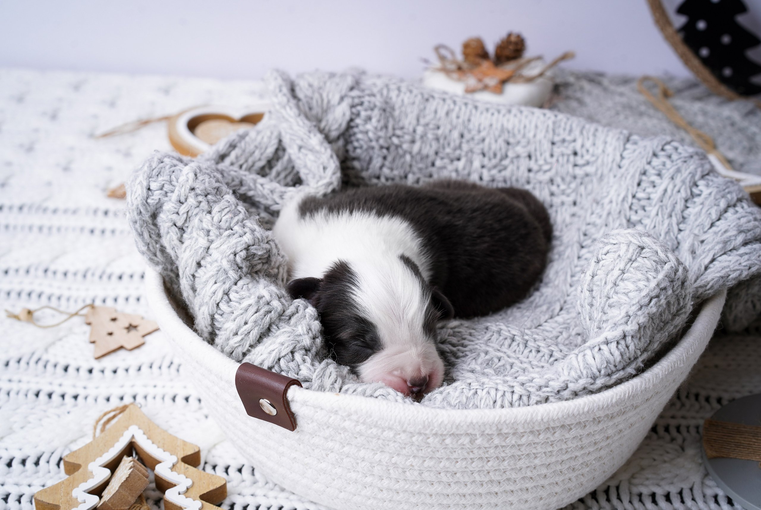 Щенки австралийской овчарки. Фотограф-анималист в Санкт-Петербурге Яна Мартынова