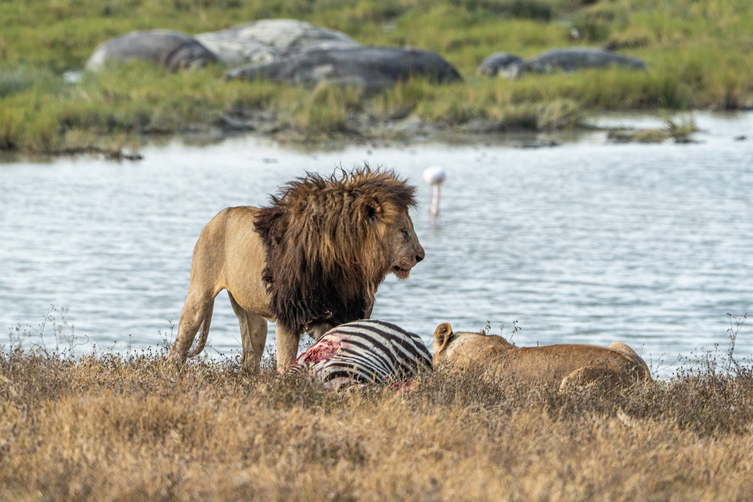 Танзания, сафари, 2025. Творческие сьемки