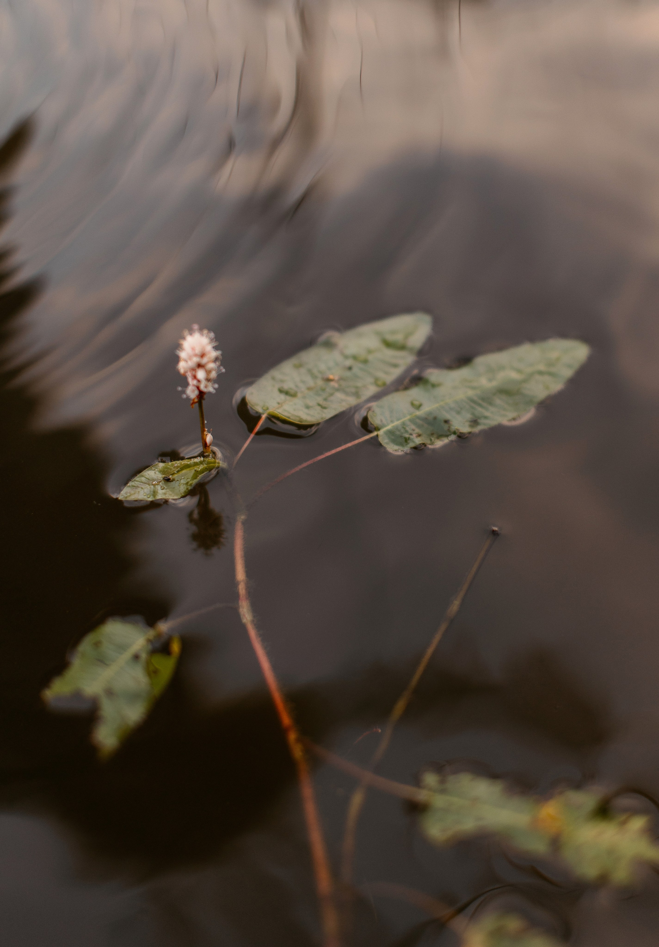 Катя. Свадебный и семейный фотограф в Москве