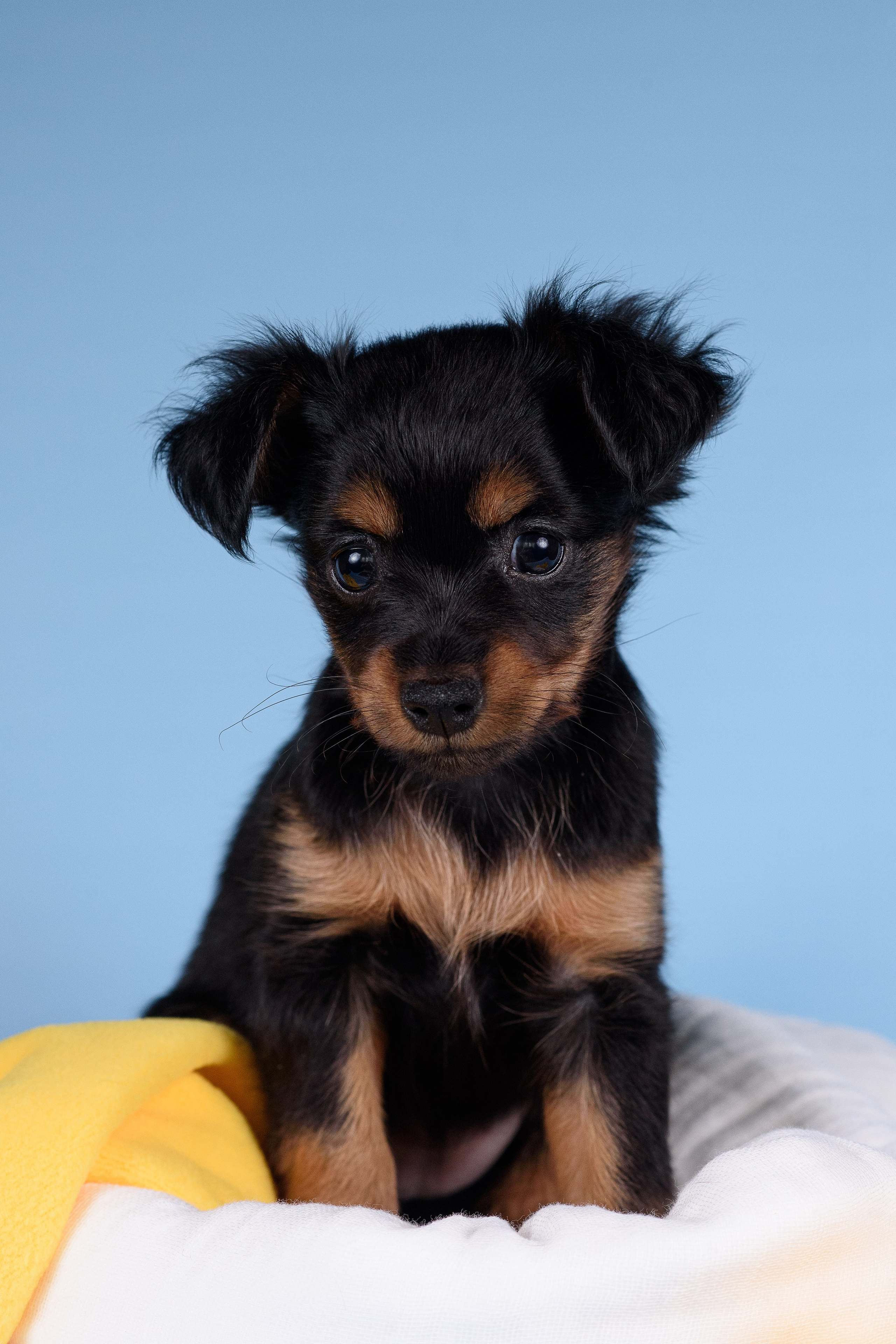 Щенки Пражских крысариков -13.04.2024. Фотограф — Анималист | Анна Абрамова