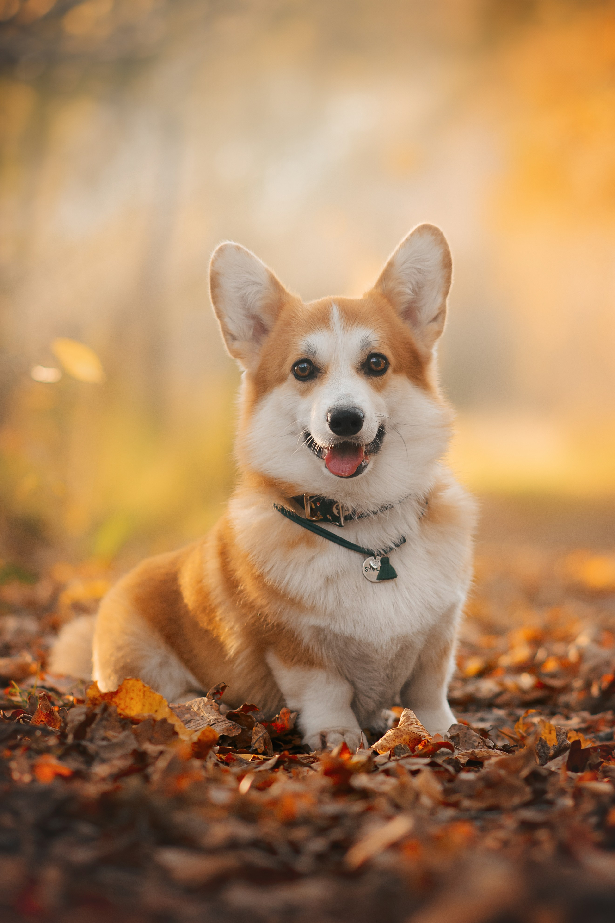 Максим, Надя, Рой и Шелби — 13.10.2024. Фотограф — Анималист | Анна Абрамова