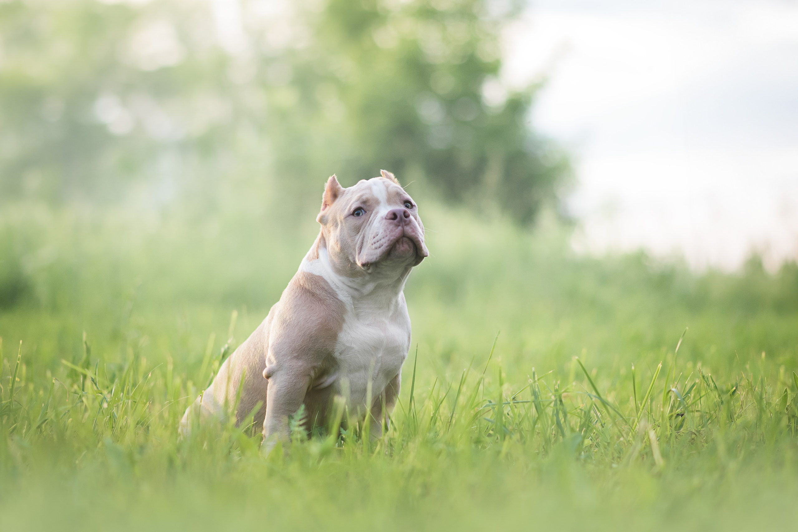 Щенки Американского Булли — 15.06.2024. Фотограф — Анималист | Анна Абрамова