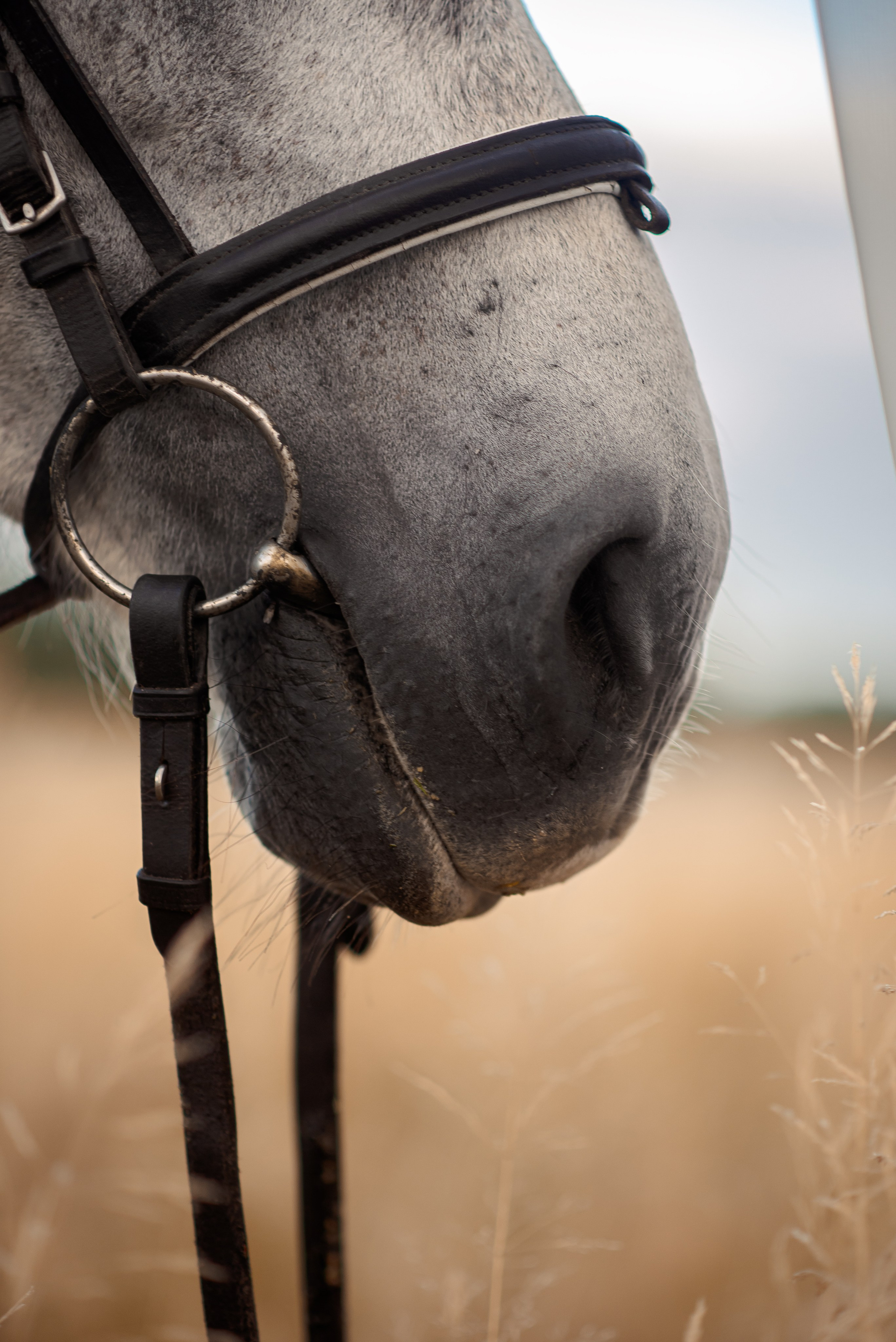 Мария и Дакар — 16.08.2024. Фотограф — Анималист | Анна Абрамова