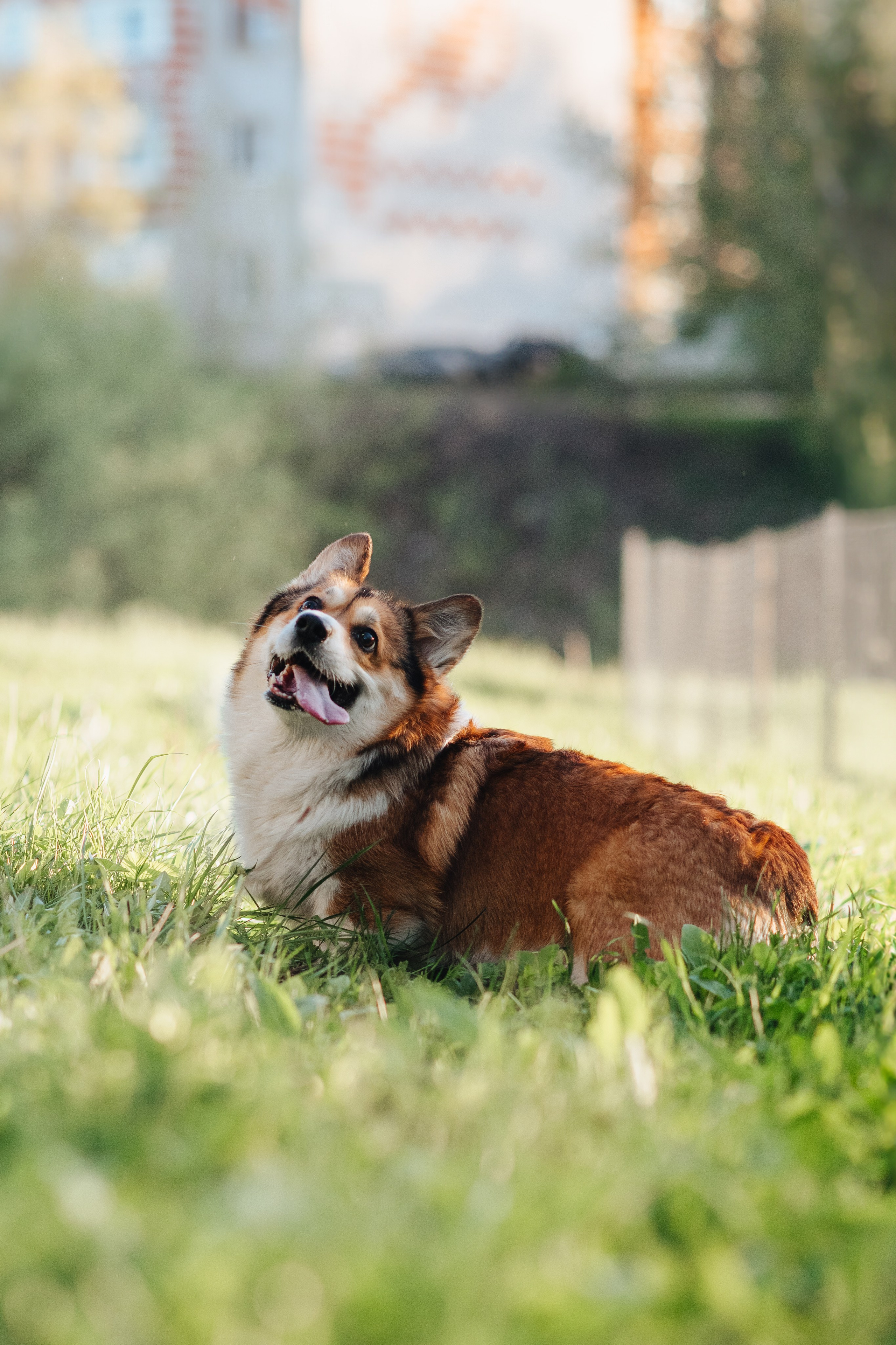 Трисс — 29.04.2024. Фотограф — Анималист | Анна Абрамова