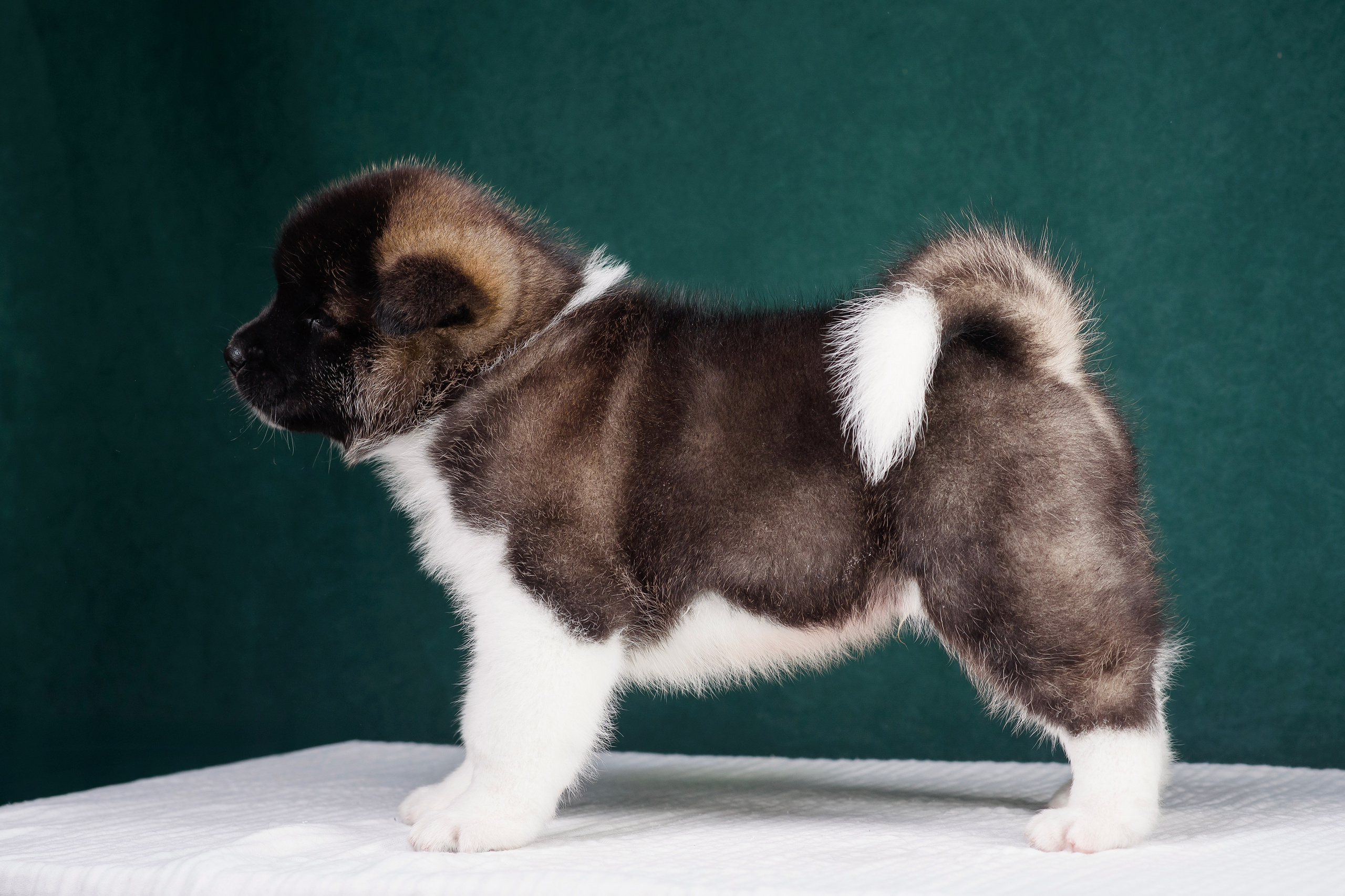 Щенки Американской Акиты. Фотограф — Анималист | Анна Абрамова