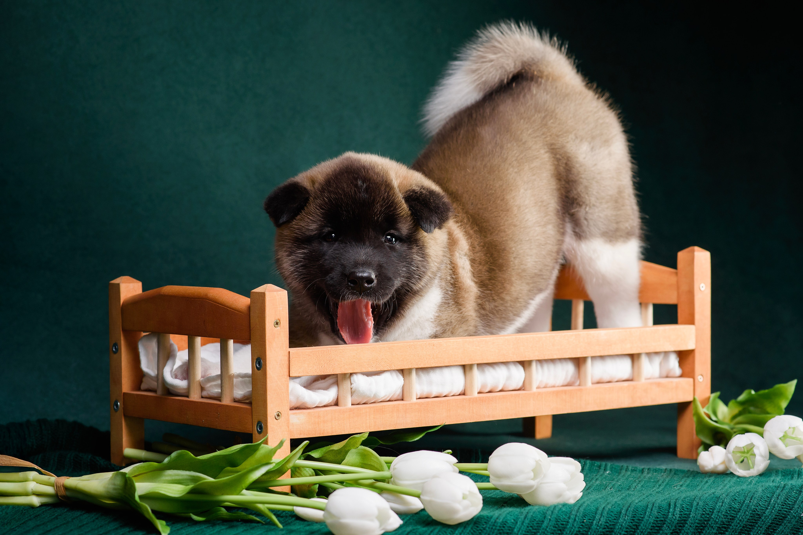 Щенки Американской Акиты. Фотограф — Анималист | Анна Абрамова