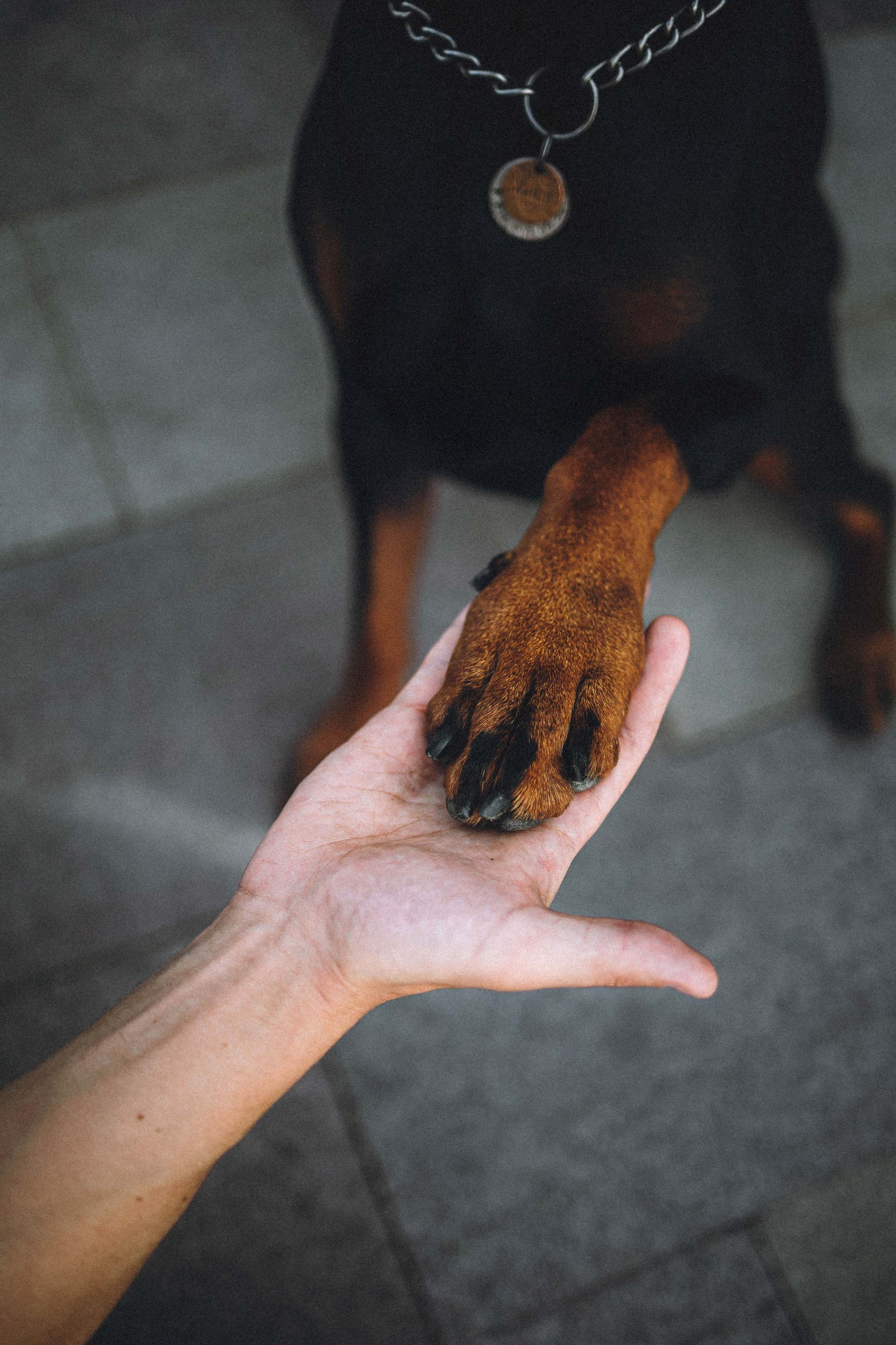 Паша и Хайди