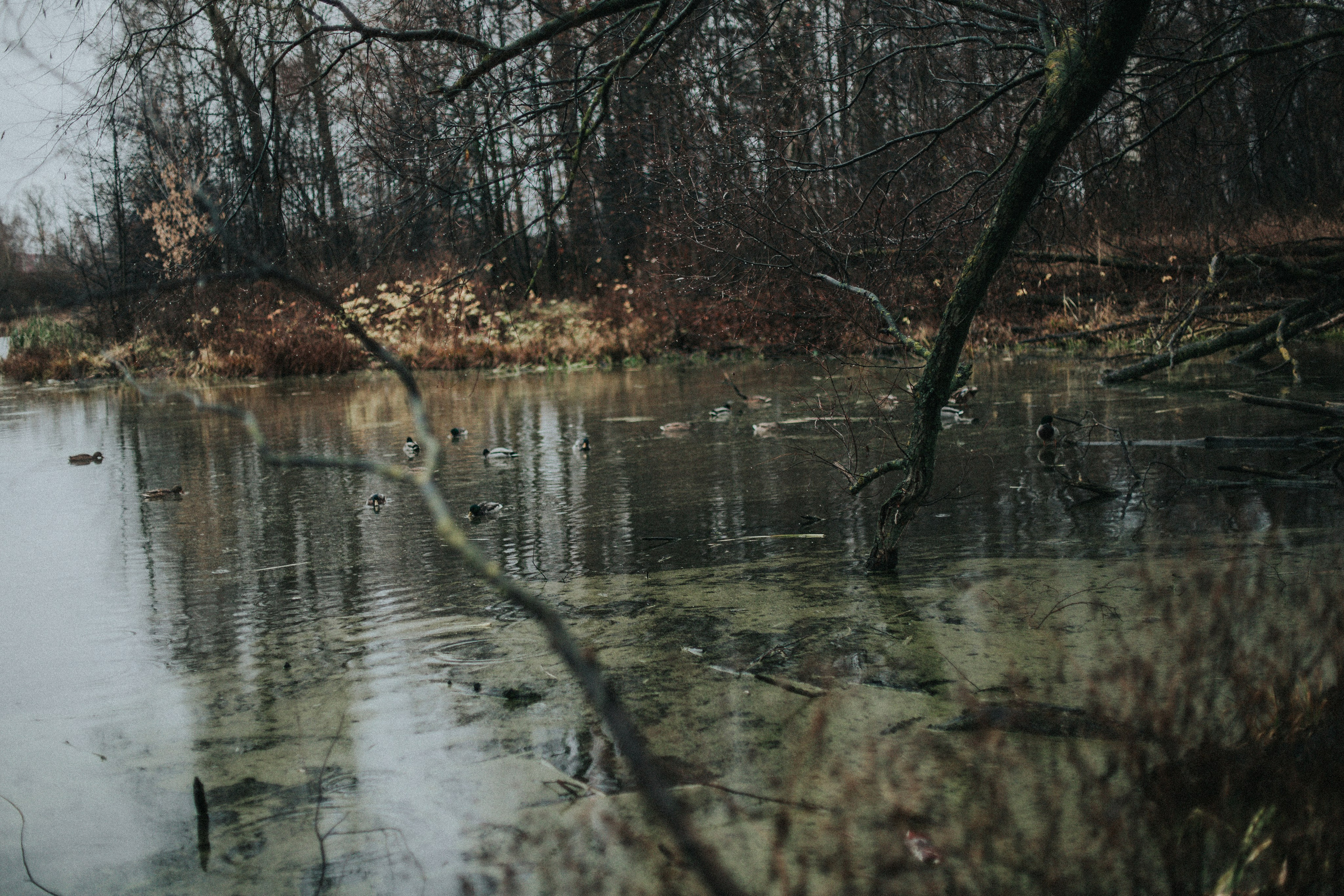 Настя. Осенняя топь. Фотограф в Нижнем Новгороде