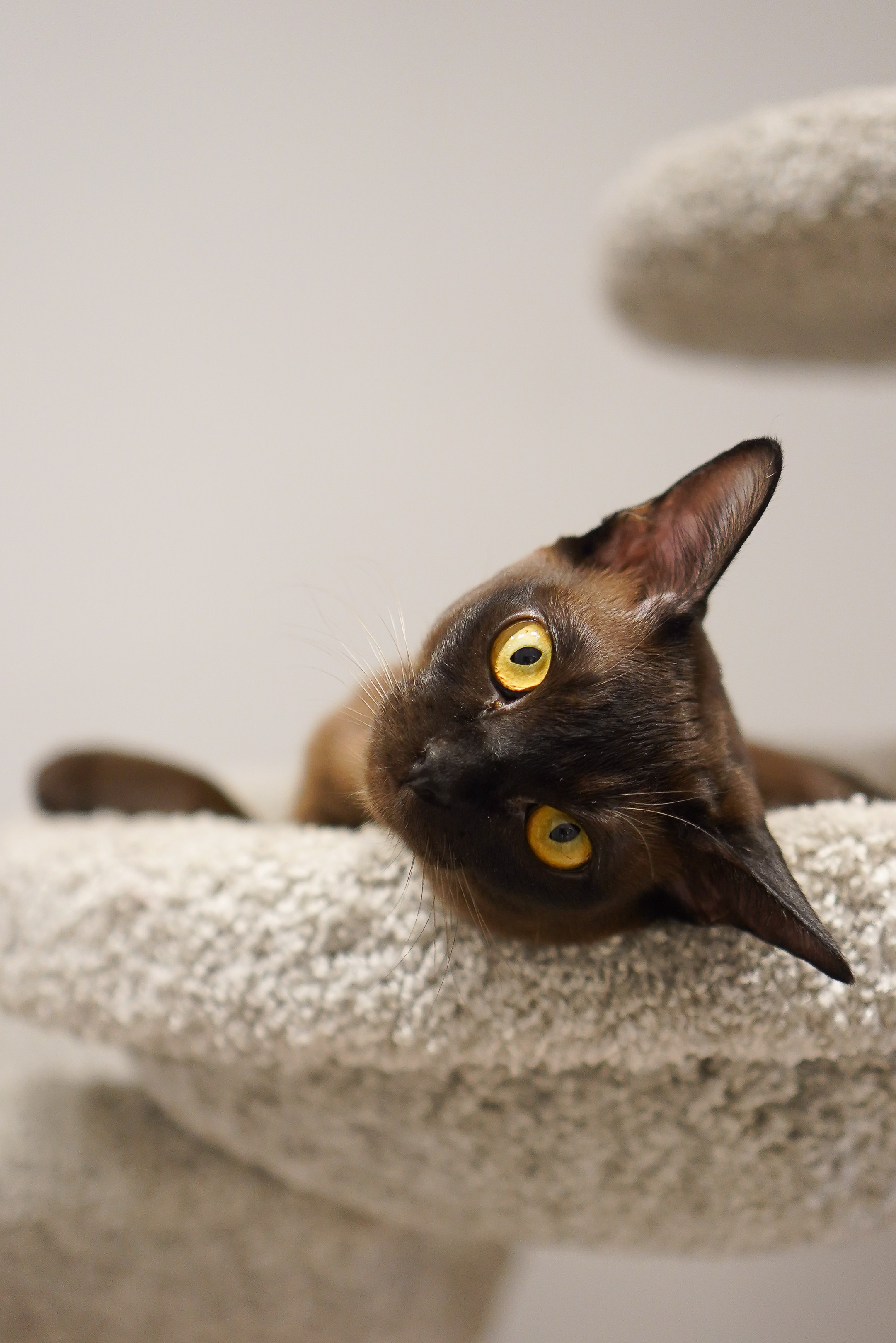 Новый год вчетвером. Семейный фотограф в Москве Коровушкина Наталья. Съемка контента