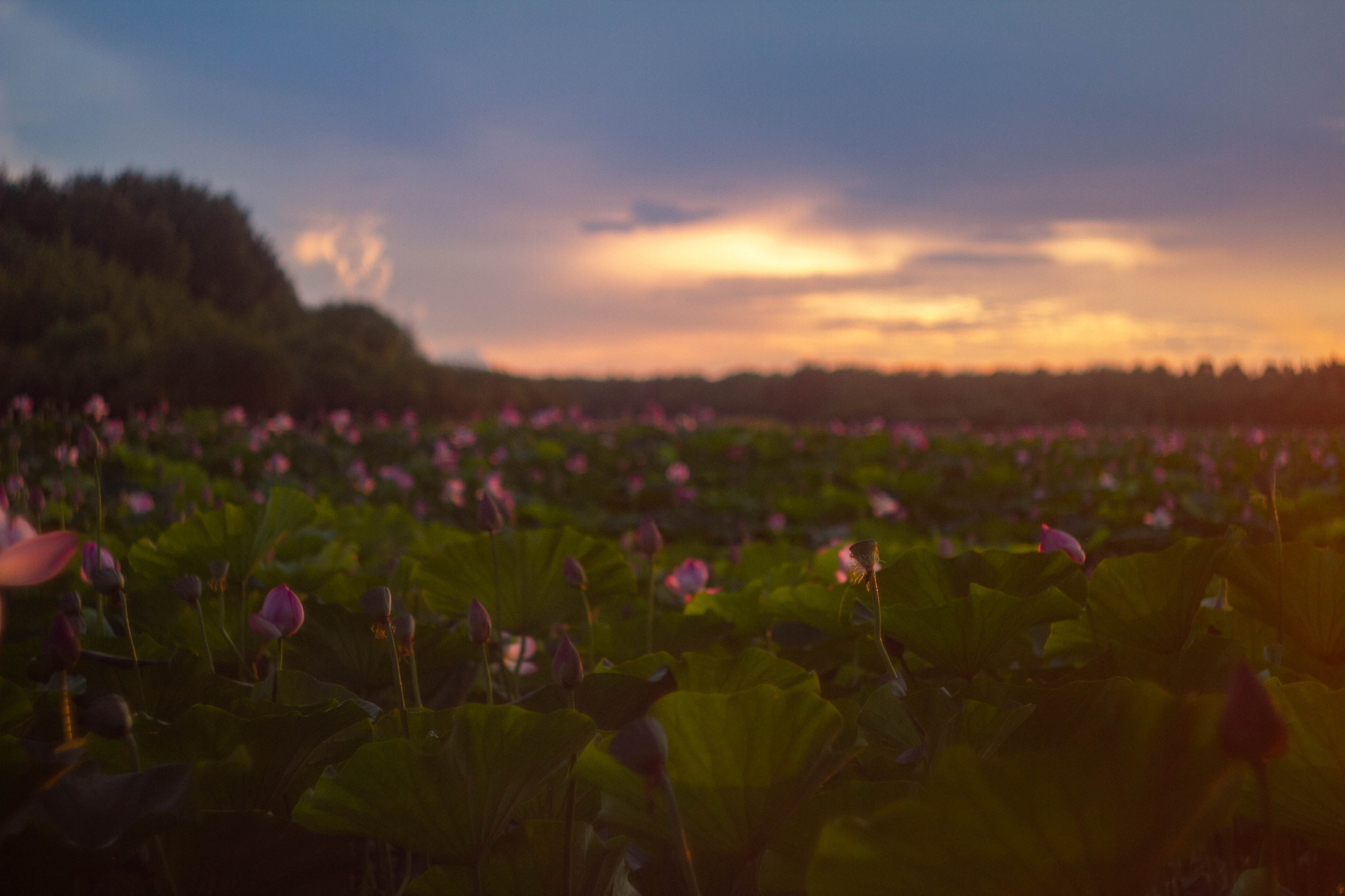 Природа. Darinishna Фэнтези-фотограф Хабаровск