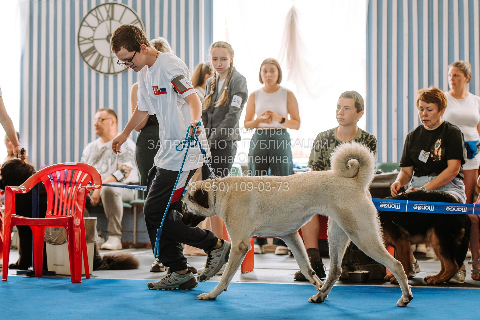 Национальная выставка собак всех пород ранга САС-IKU «Кубок Красноярск. Фотограф Диана Оленина Красноярск / Братск