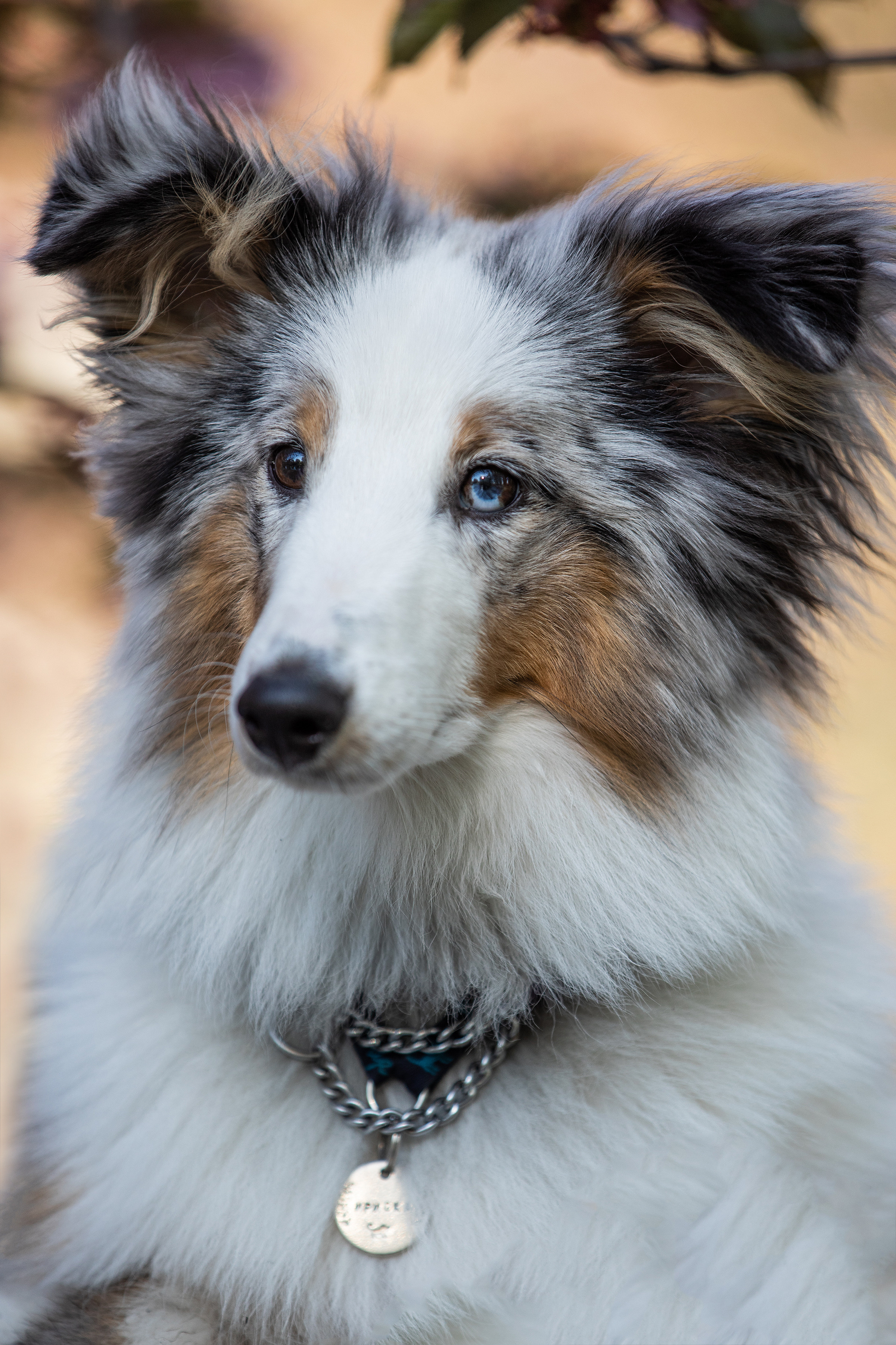 Собаки и не только. Фотограф Алена Звездина