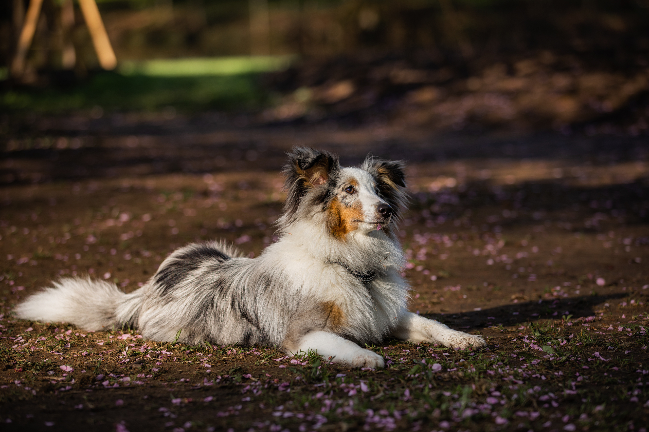 Собаки и не только. Фотограф Алена Звездина