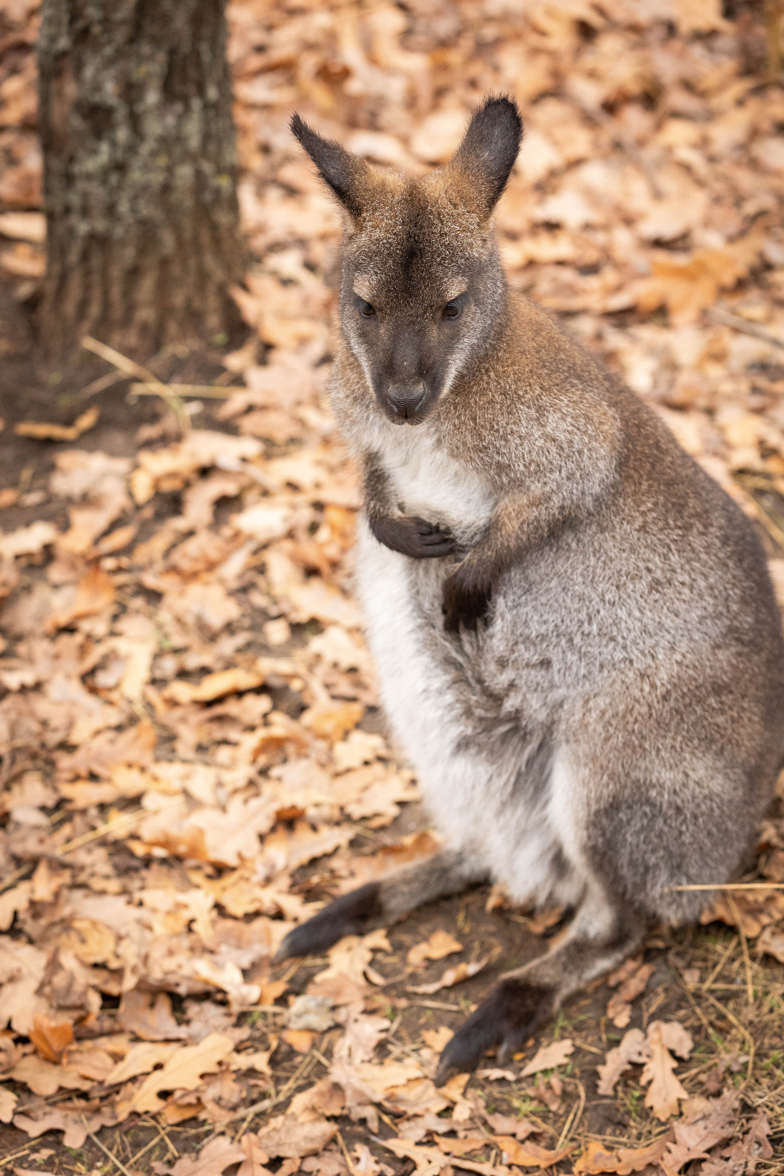 Зоопарк Малинки. Фотограф-АниМалист Анна Абрамова
