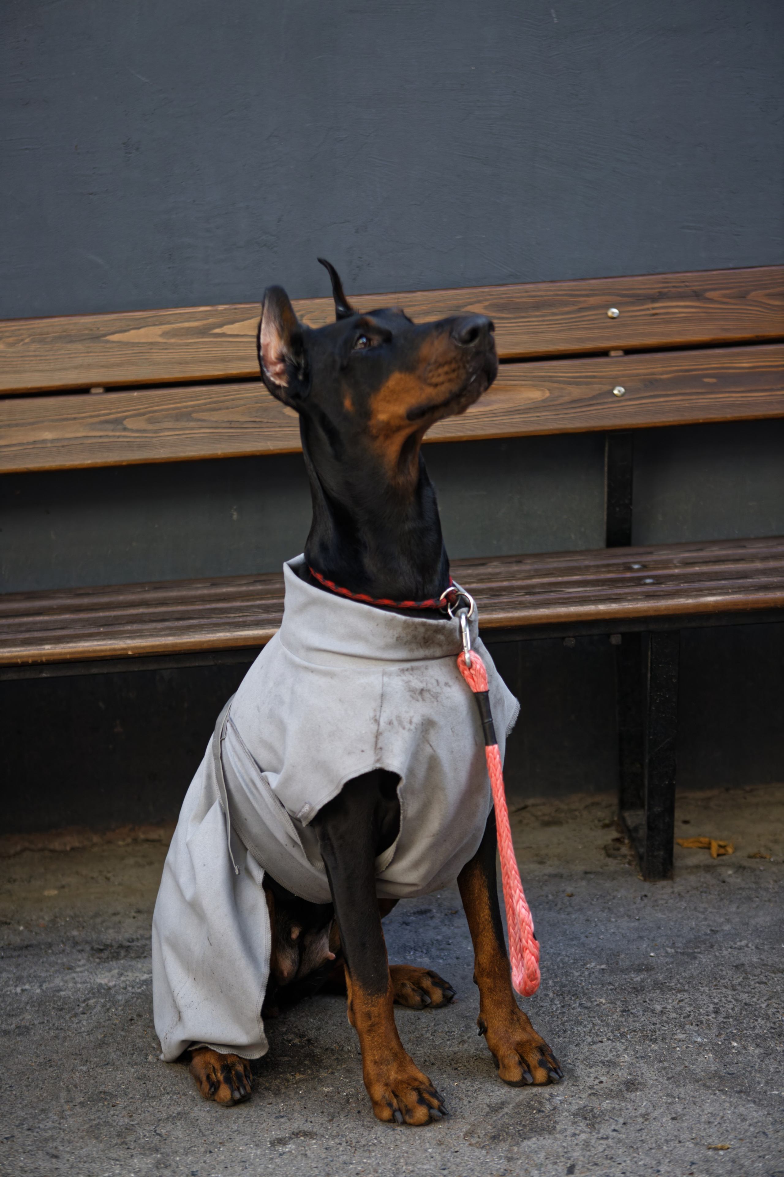 Вечеринка для собак Oh my dog 20.07.2025. Репортажный и спортивный фотограф в г. Пермь Зильберг Павел