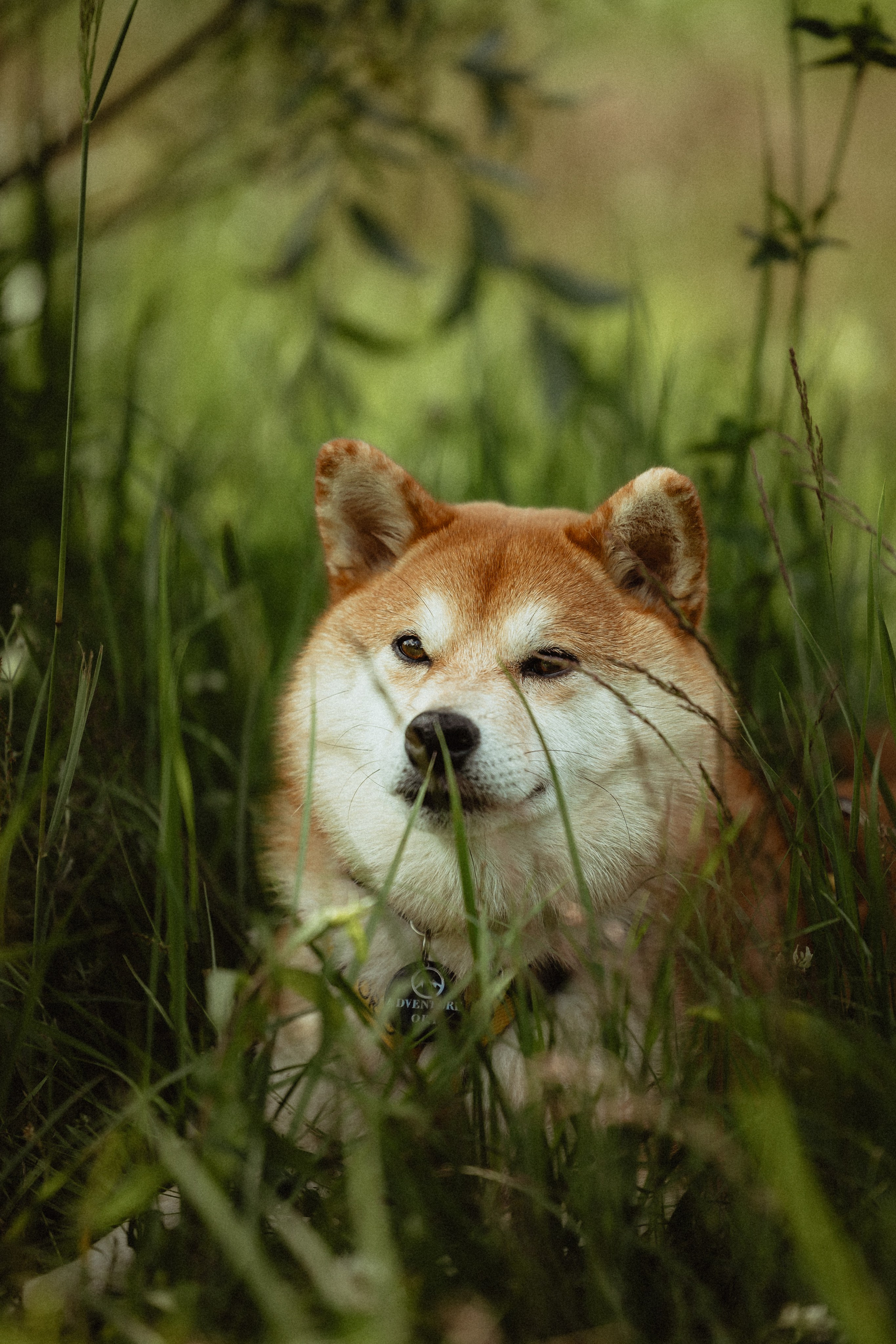 Выездной дог-тренинг от школы «Шерсть имею»
