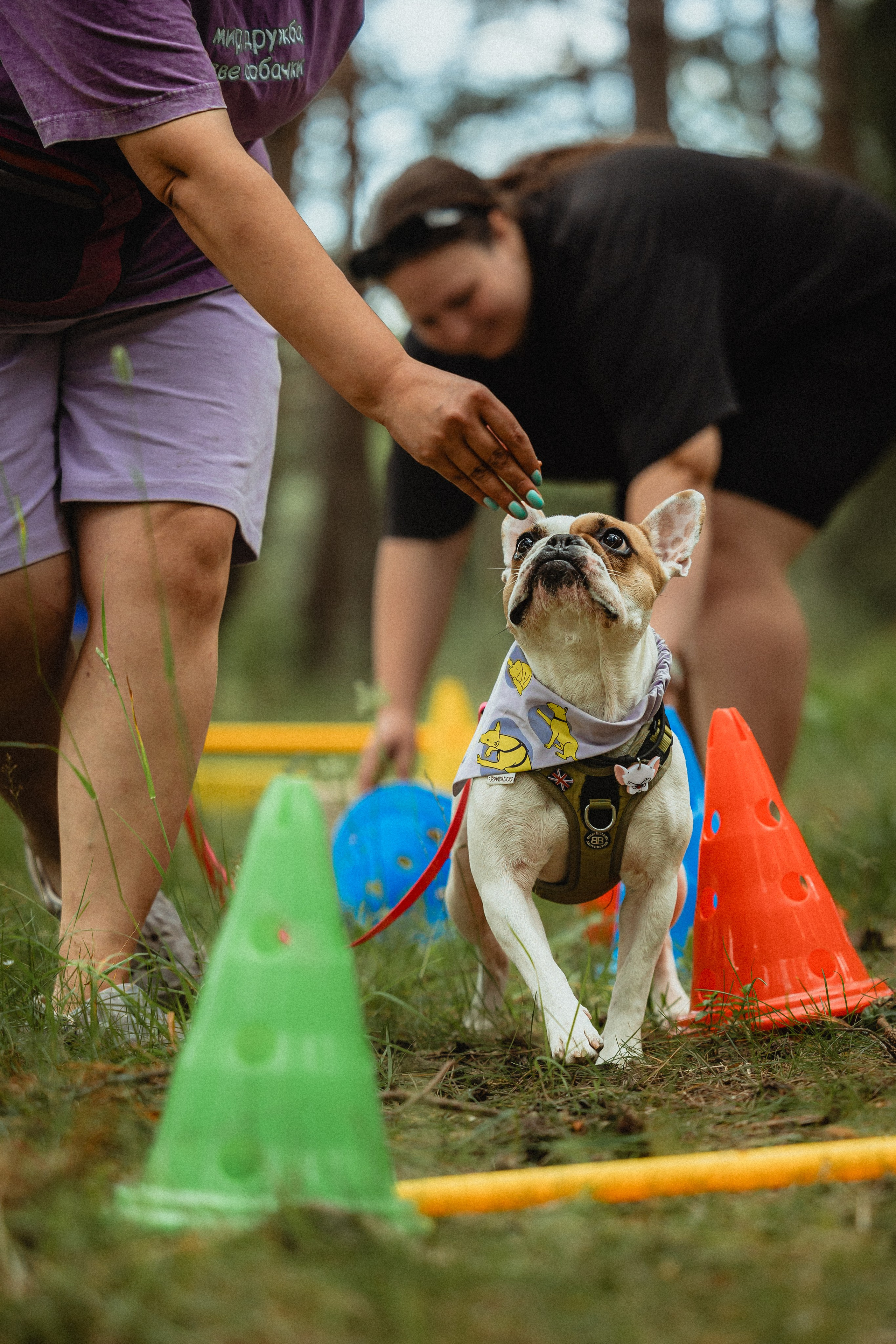 Выездной дог-тренинг от школы «Шерсть имею»