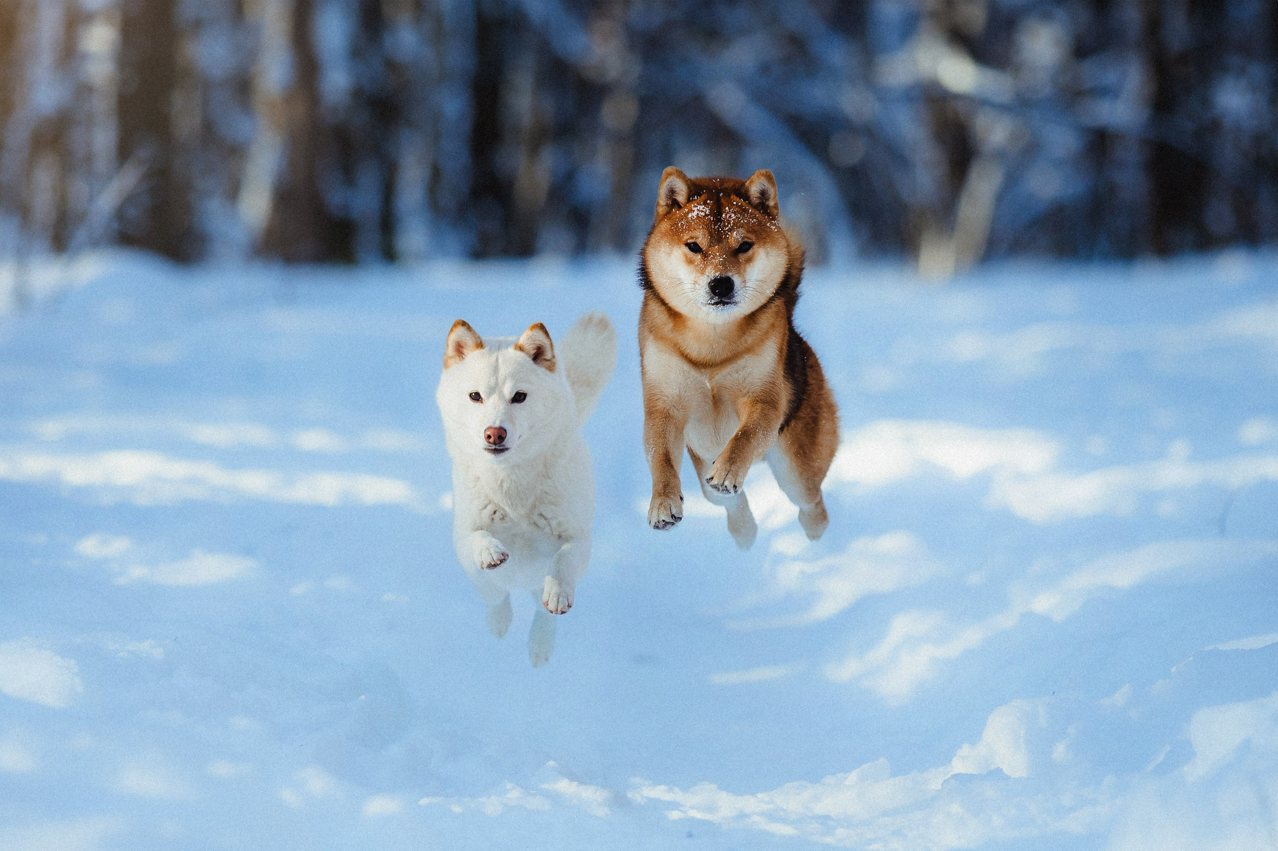 Шед, Цири и Ира