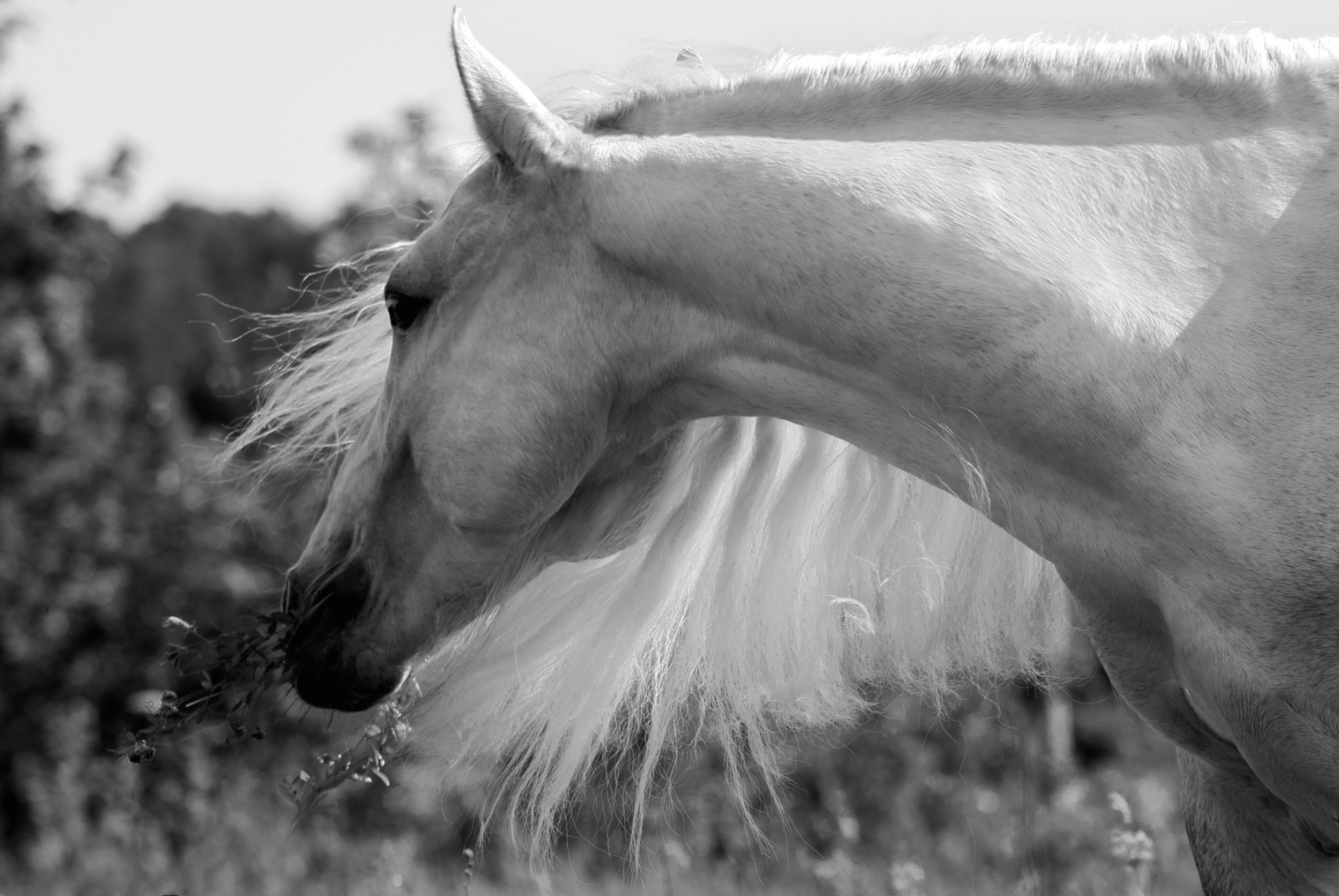 Лошади. Конный фотограф в Саратове Юлия Иванова