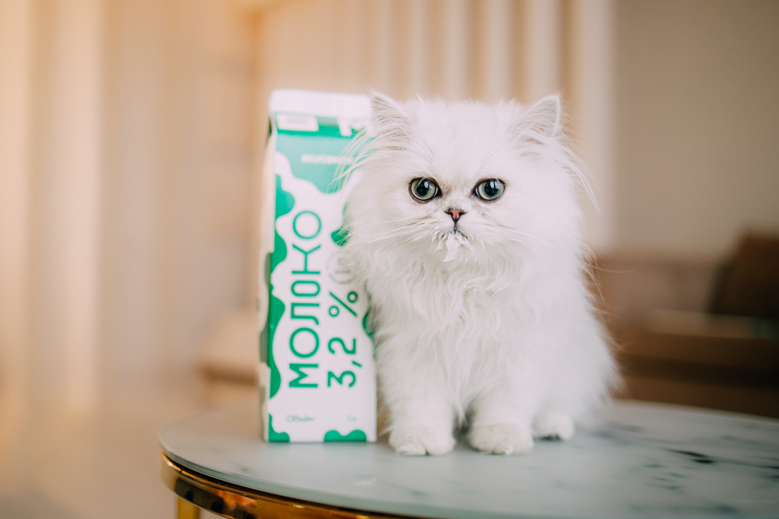 Султан, Мэй Мэй и Шанталь и их семья